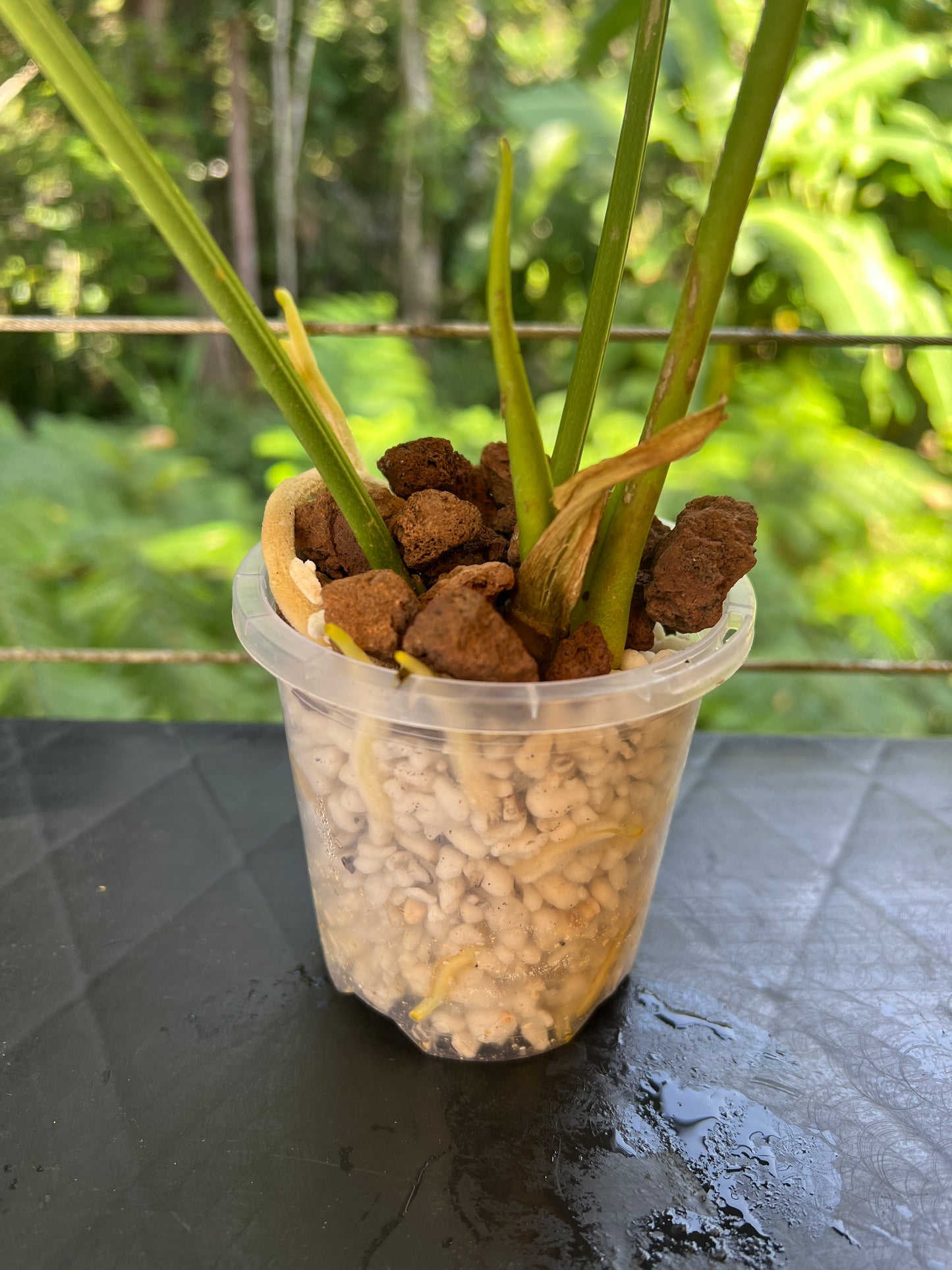 Anthurium Rotolanteum