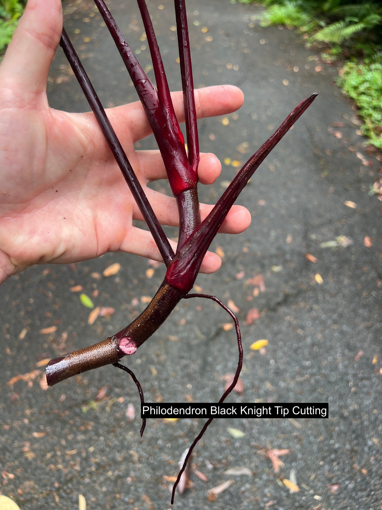 Philodendron Dark Hybrids - Dark Knight and Royal Queen > Cuttings
