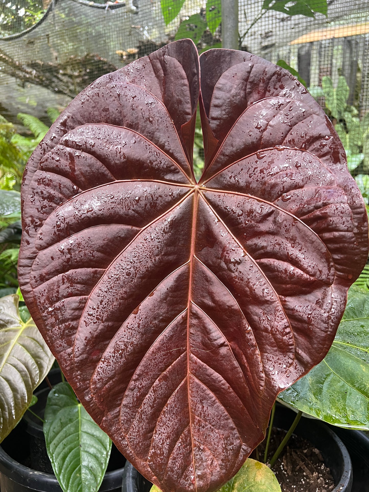Anthurium Rudy