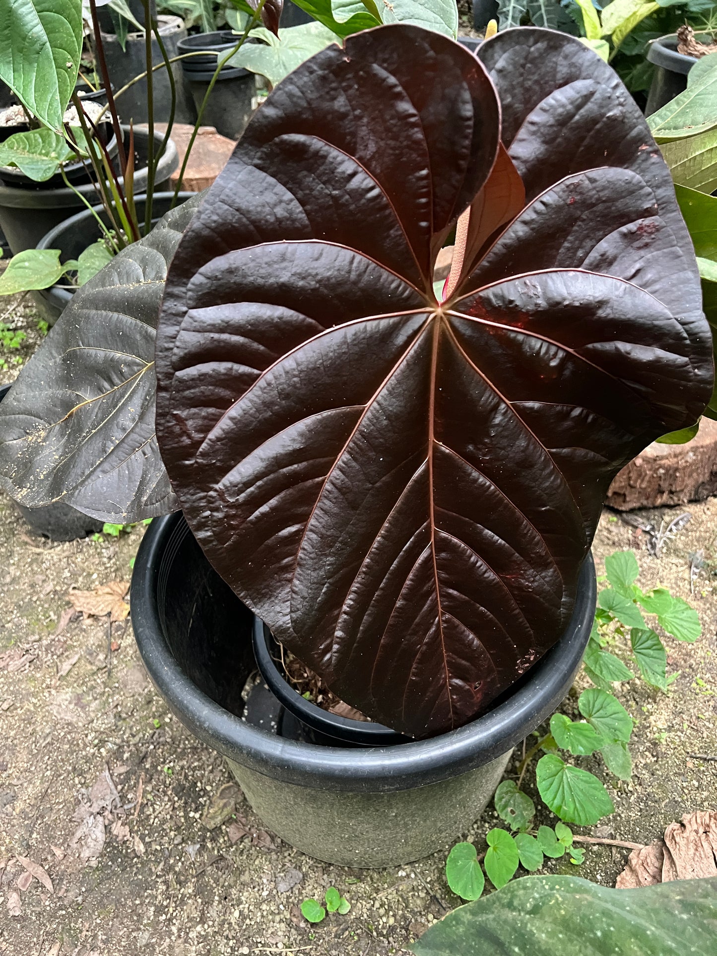 Anthurium Rudy
