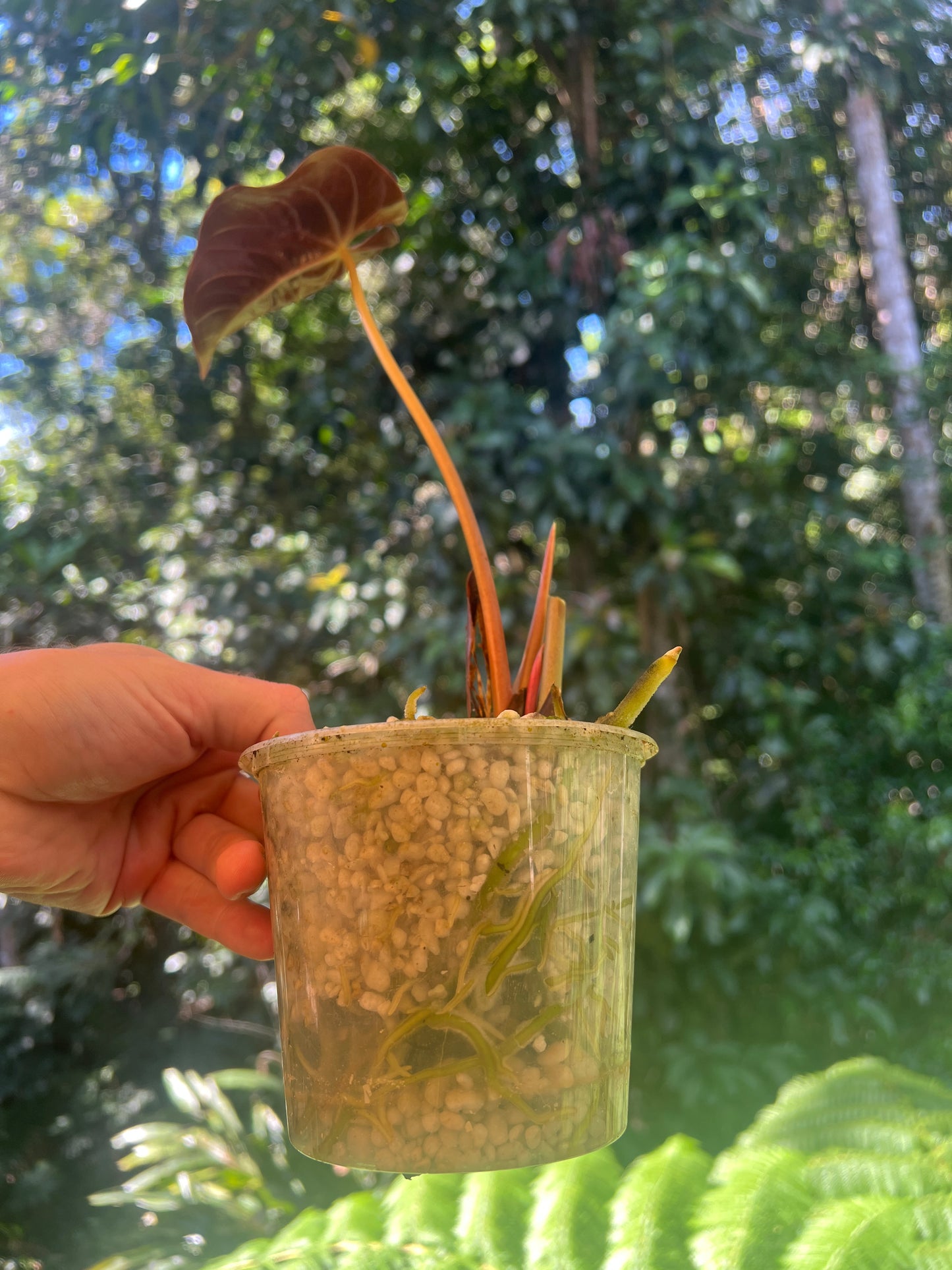 Anthurium Rudy