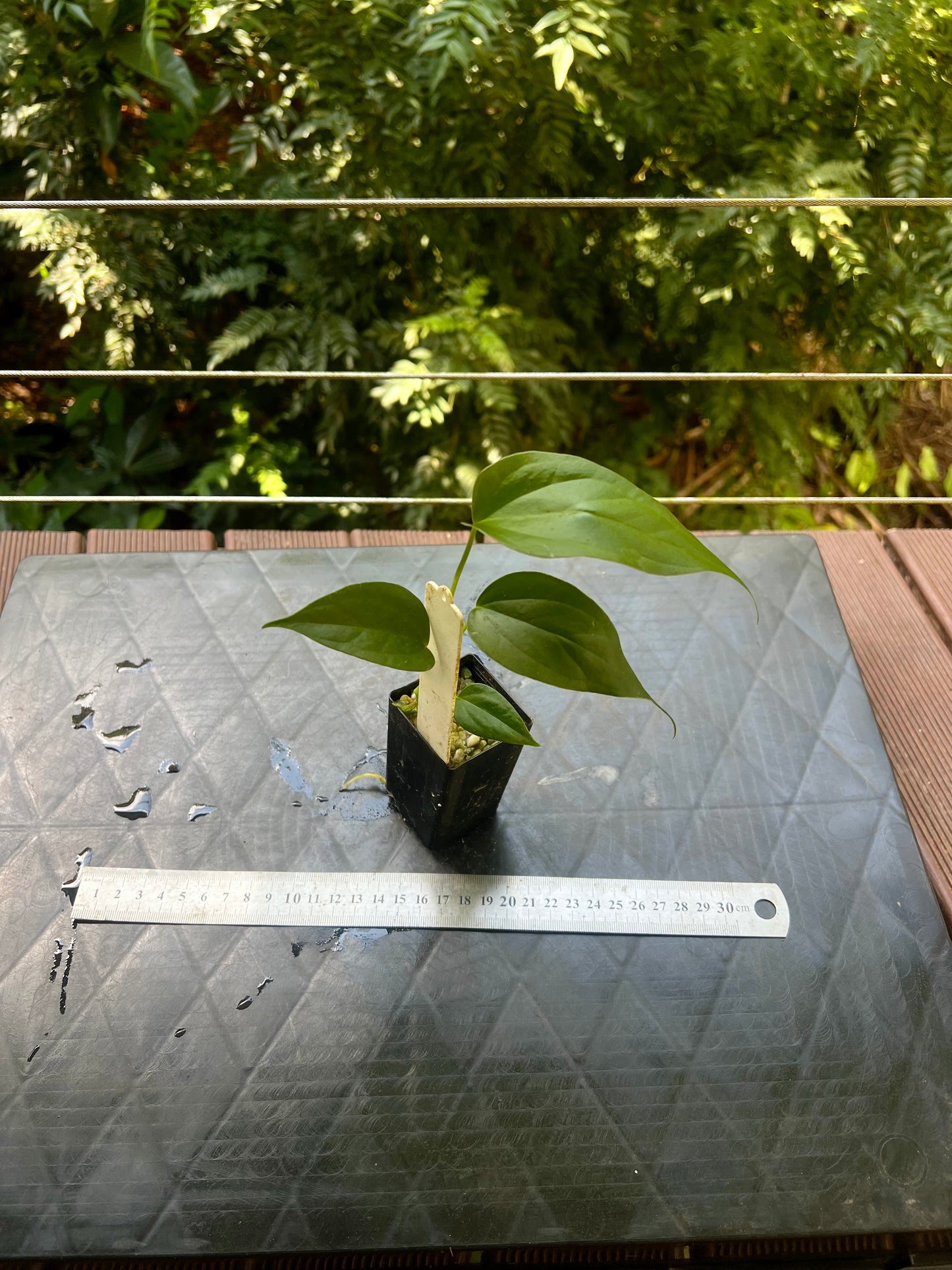 Anthurium 'Sharp Mood' Clone Small