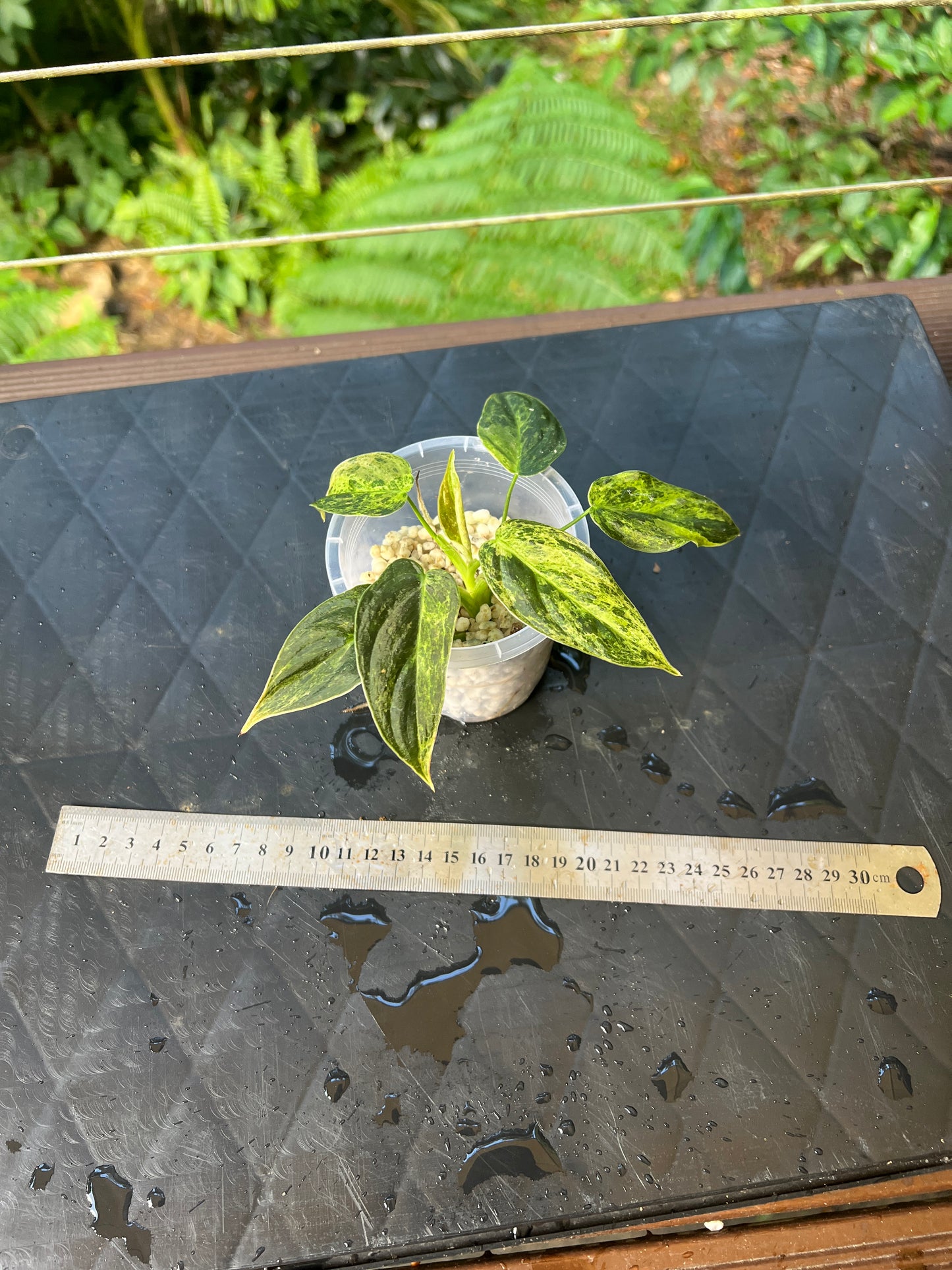Philodendron 'Smashed Avocado' melanochrysum x sharoniae Variegated!