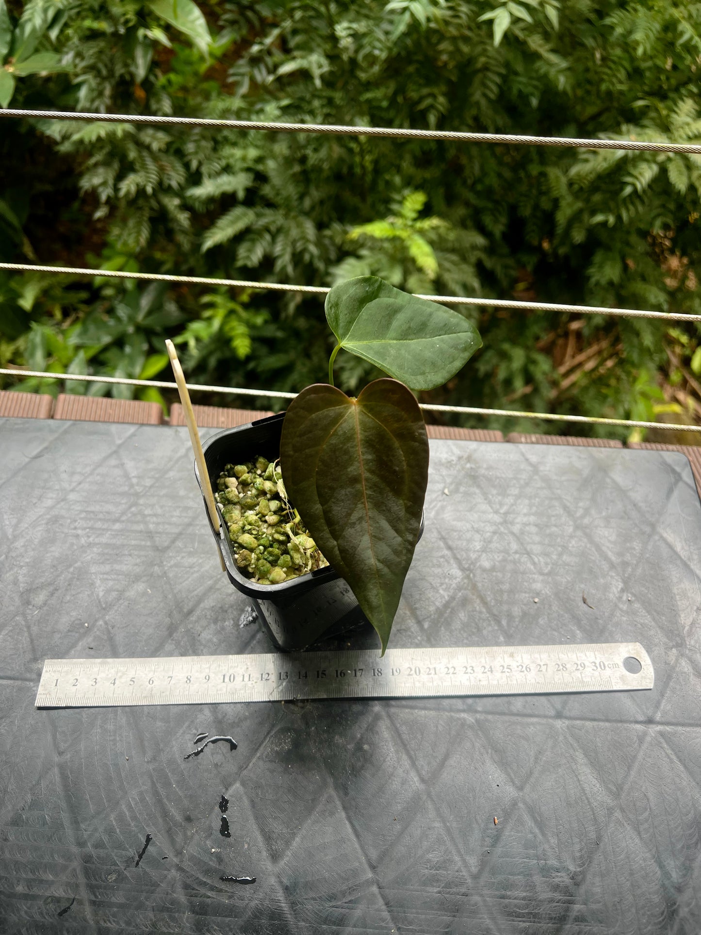 Anthurium Solferra 002 Clone Prop