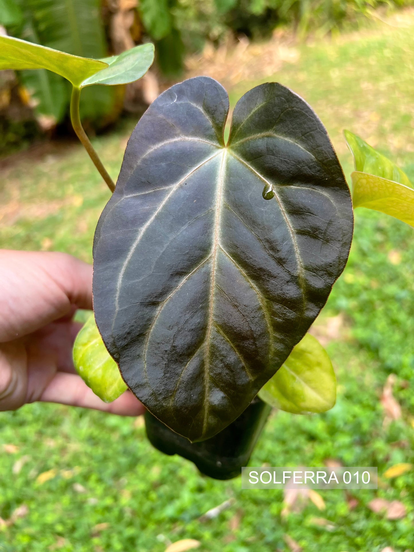 Anthurium Solferra #010