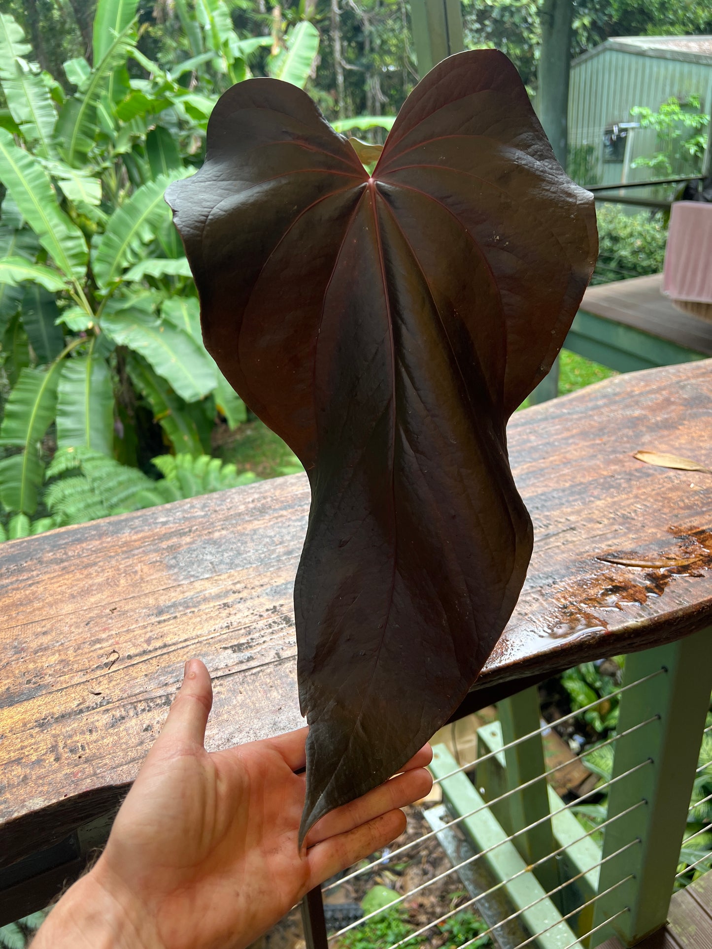 Anthurium Seed Pack x3+ Seeds forgetii hybrid x Travesty - Only 1 Pack
