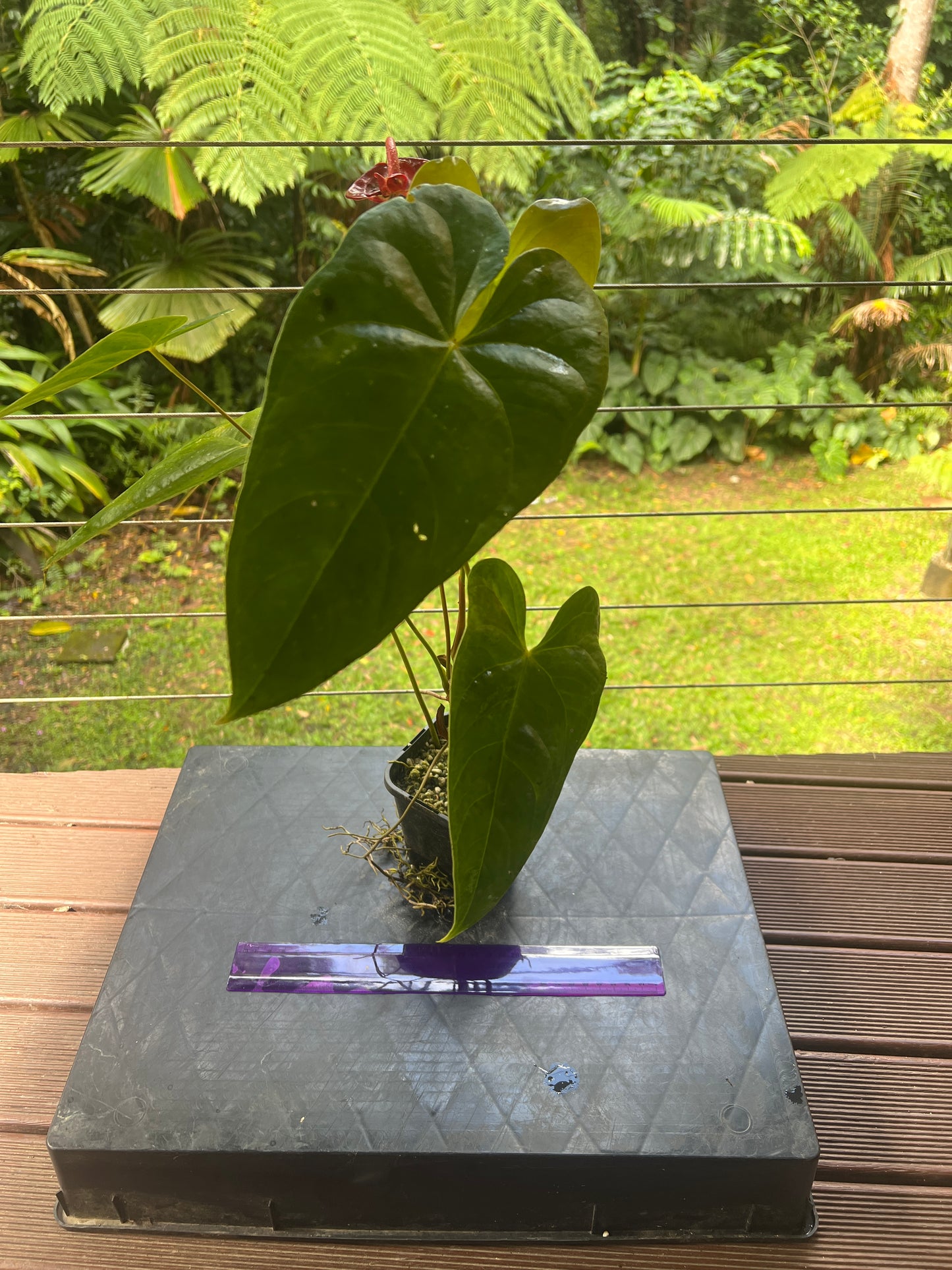 Anthurium andreanum Double Spathe Mutation Flowering
