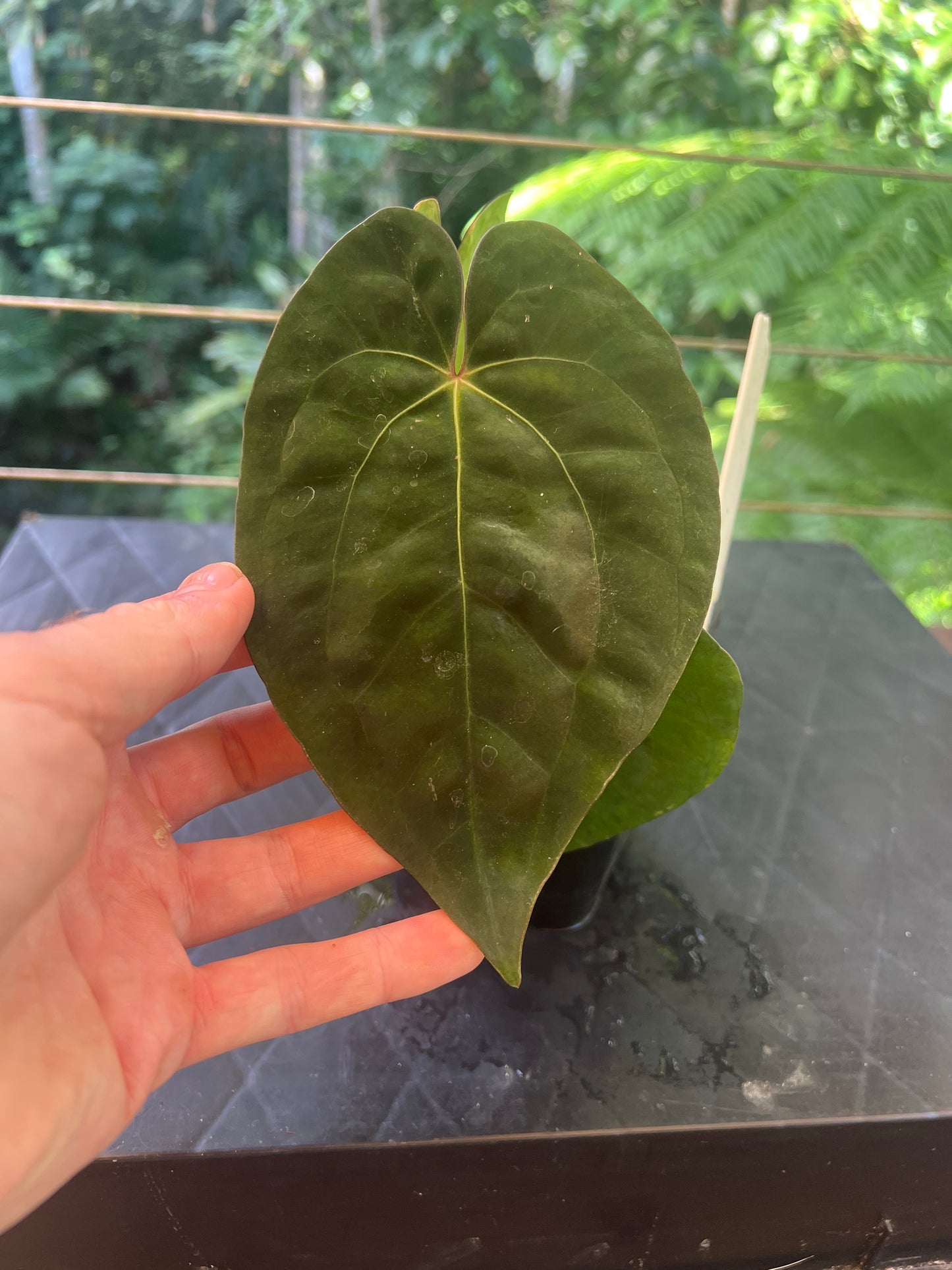 Anthurium AOS df x Papi a+