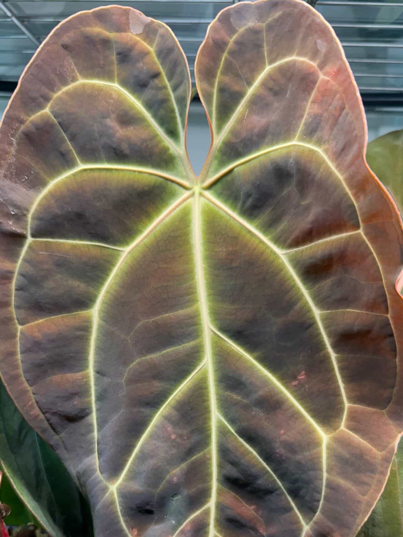 Anthurium Bess RC x RC BVEP - Pack 3 Seedlings