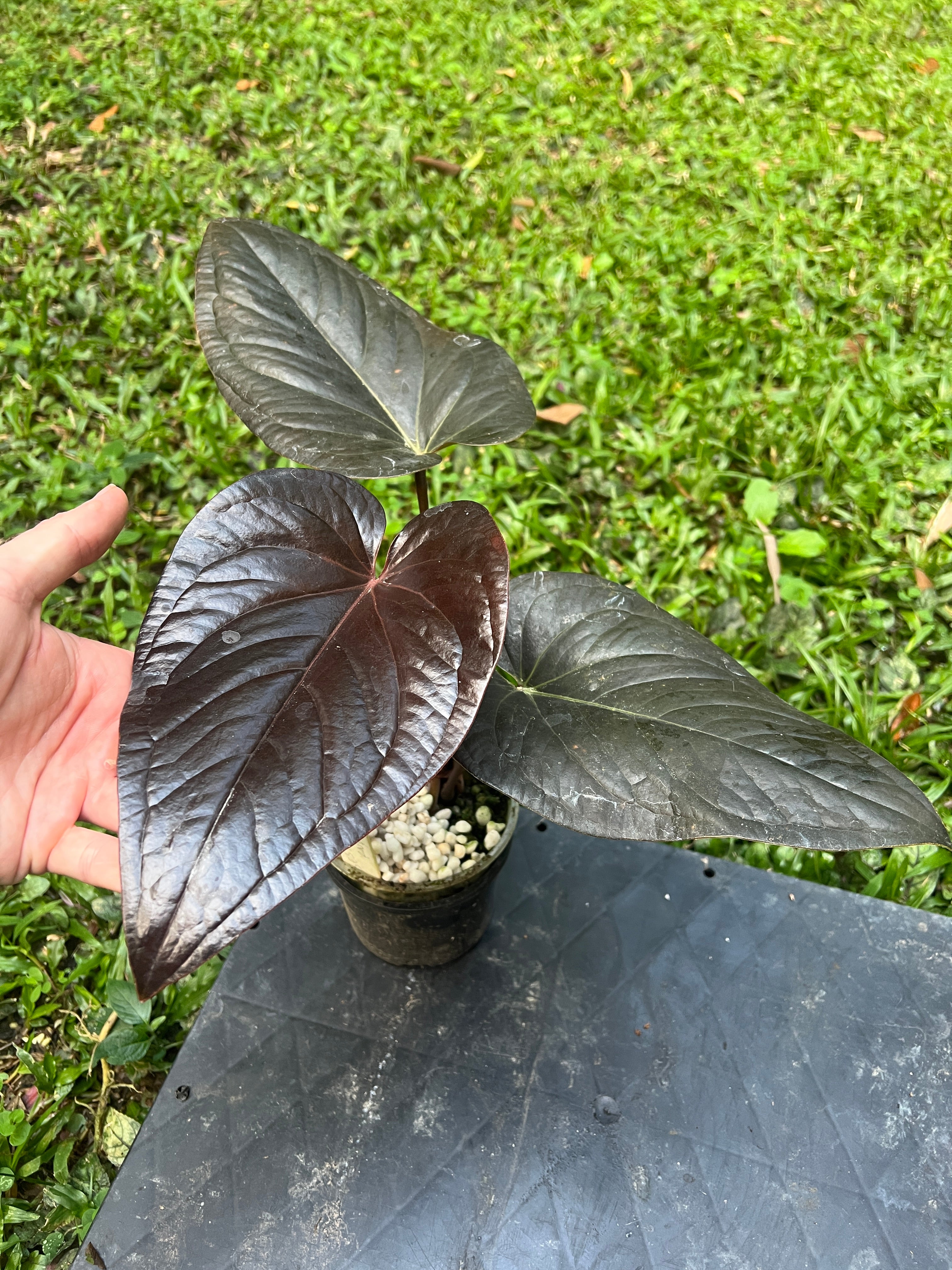 anthurium ruby Anthurium 'Best Rad Ruby' Clone
