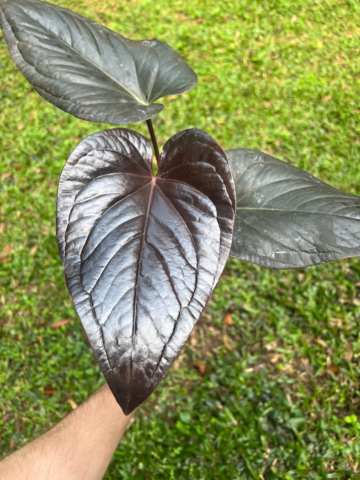 Anthurium 'Best Rad Ruby' Clone