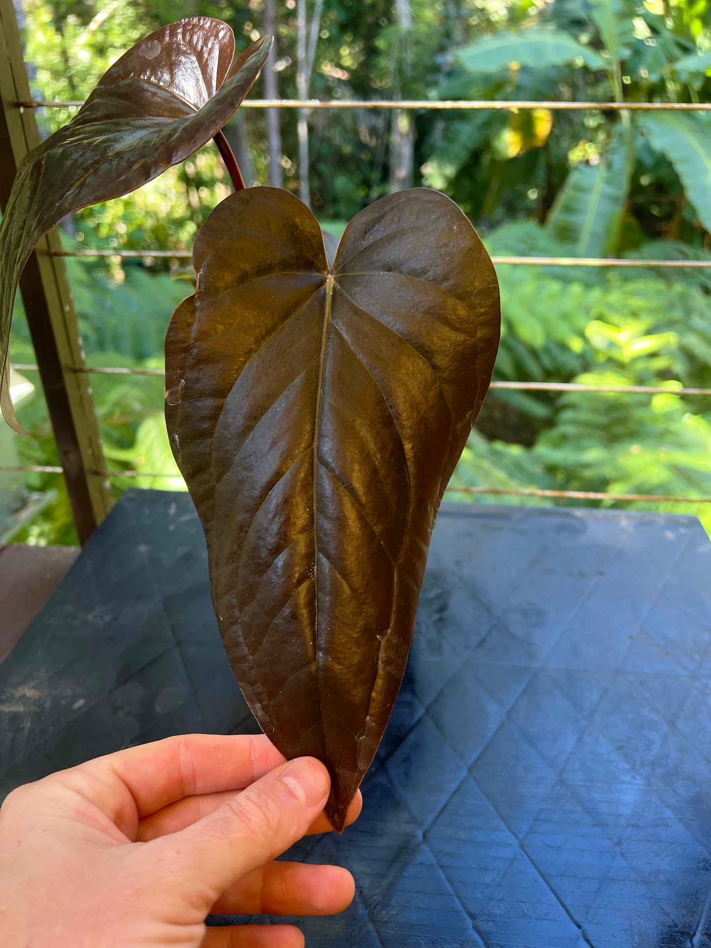 Anthurium 'Best Rad Ruby' Clone