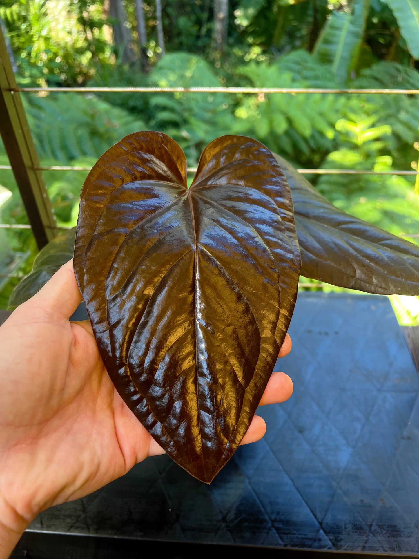 Anthurium 'Best Rad Ruby' Clone