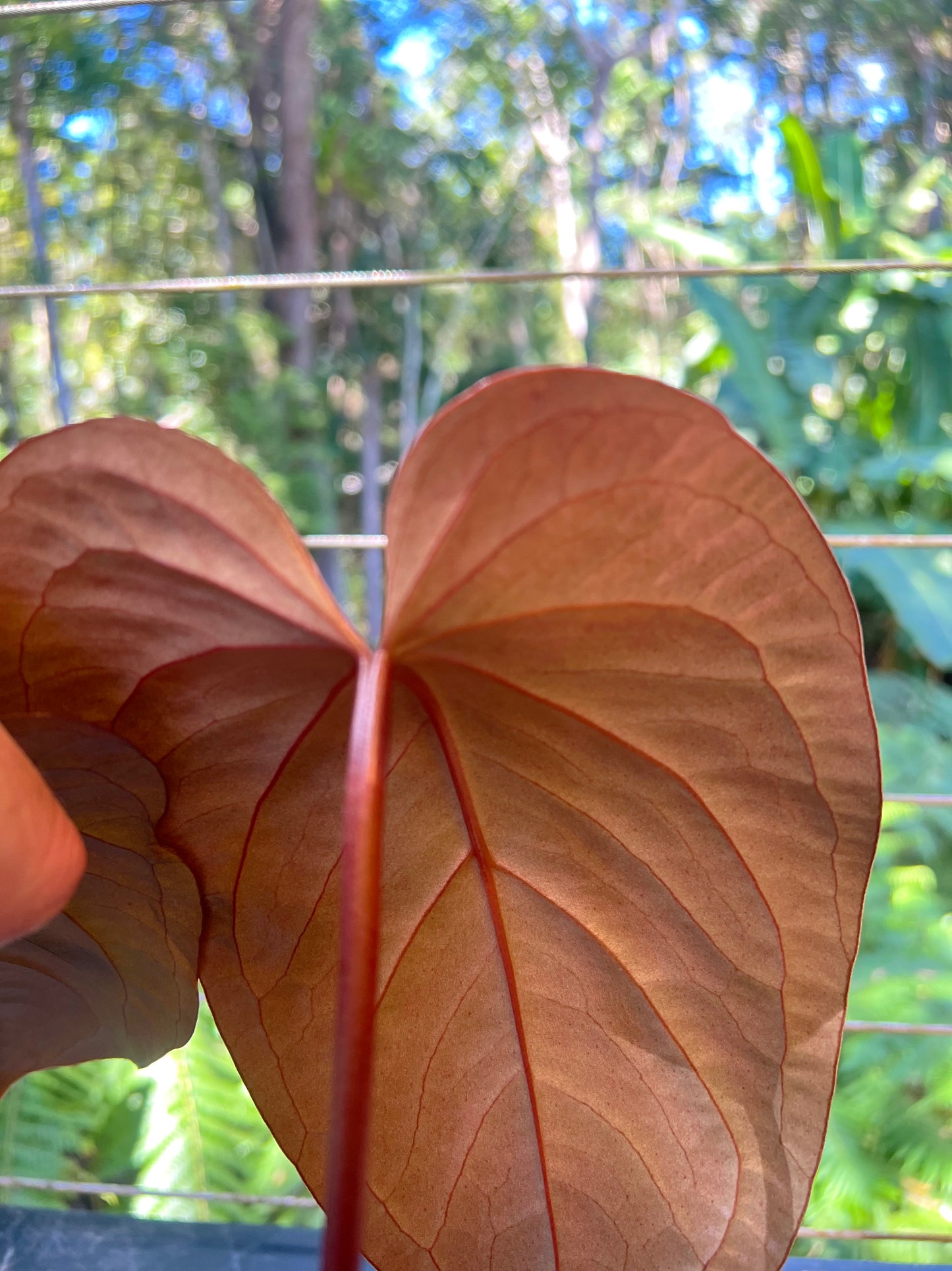 Anthurium 'Best Rad Ruby' Clone
