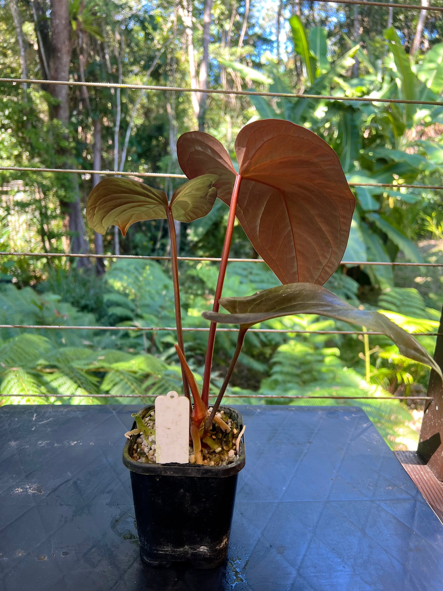 Anthurium 'Best Rad Ruby' Clone