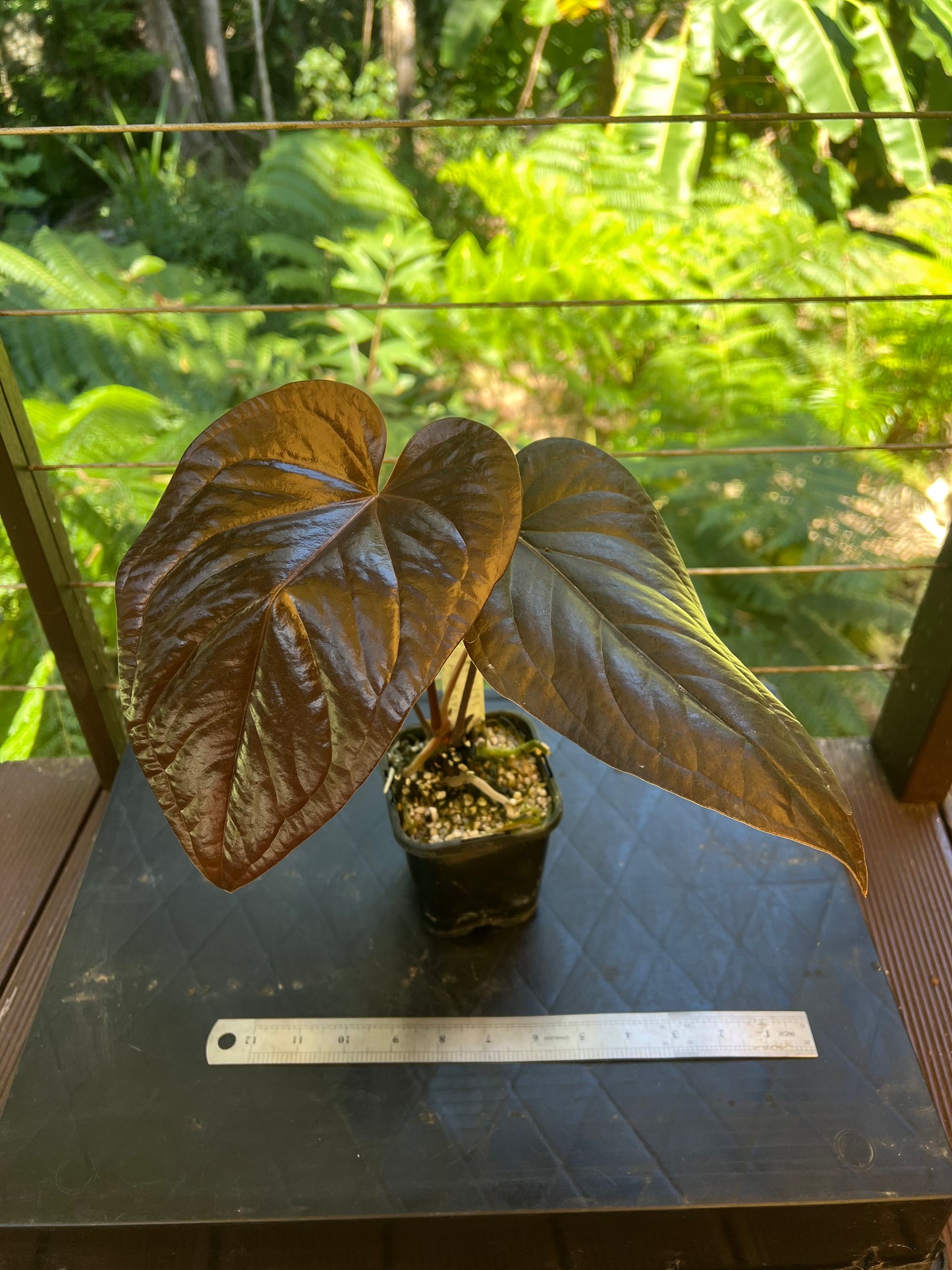 Anthurium 'Best Rad Ruby' Clone