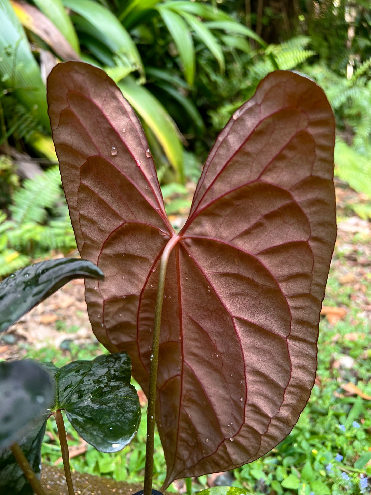 Anthurium Black Pap x Rvdp Clonal Prop