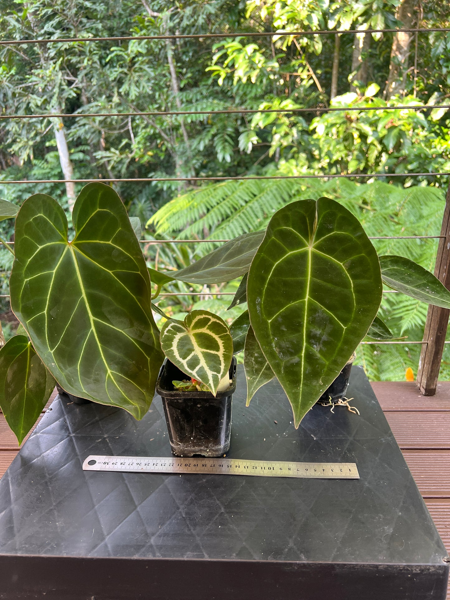 Anthurium crystallinum Hybrids x3 Plants