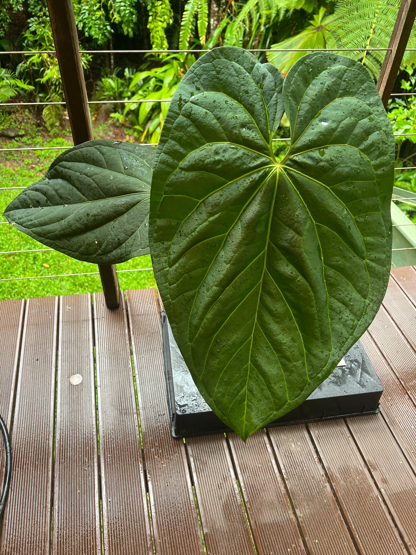 Anthurium crystallinum x guatamalan hybrid Large!