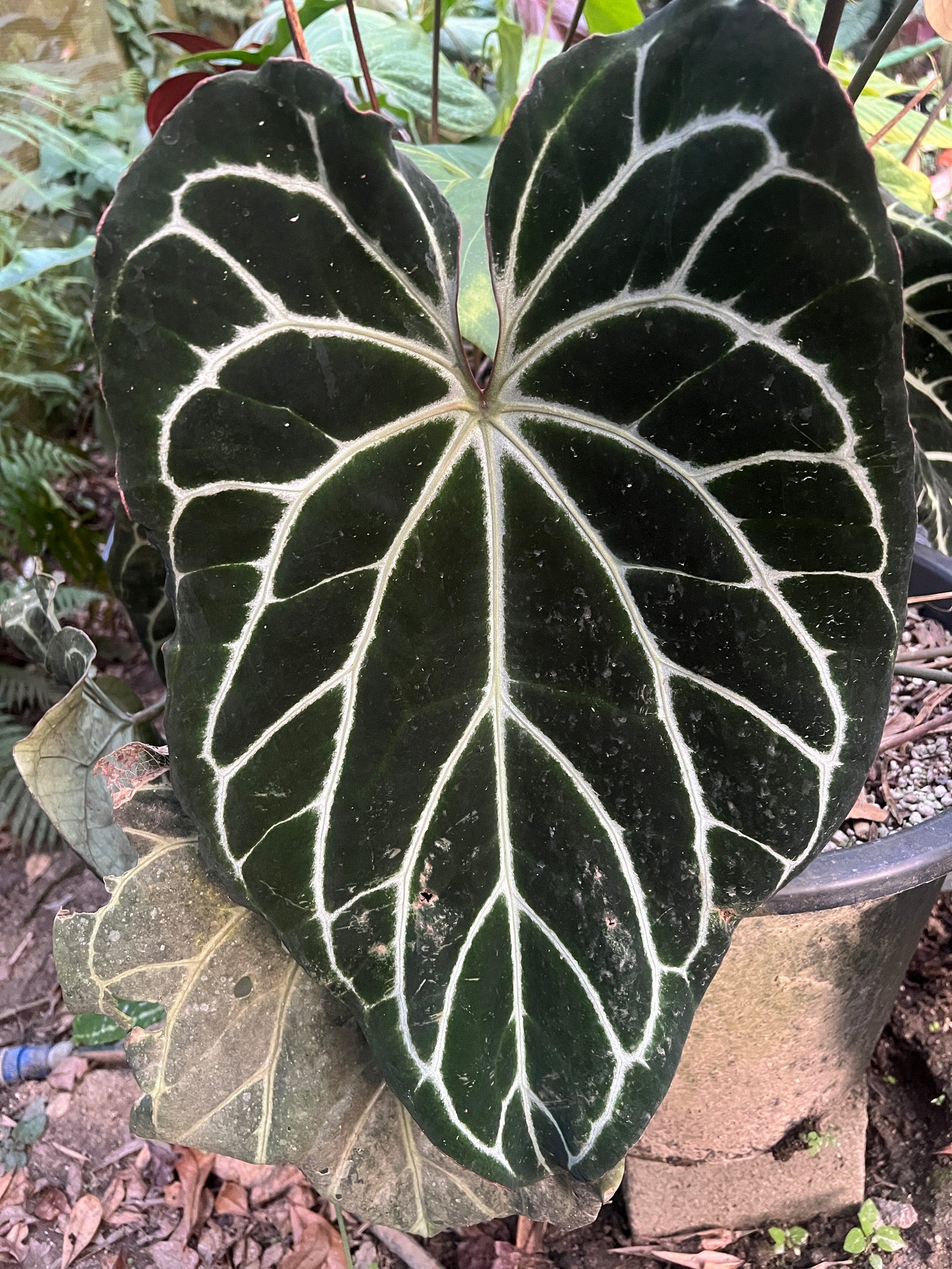 Anthurium Dark Cry x Flat Earth - Pack 6 Seedlings
