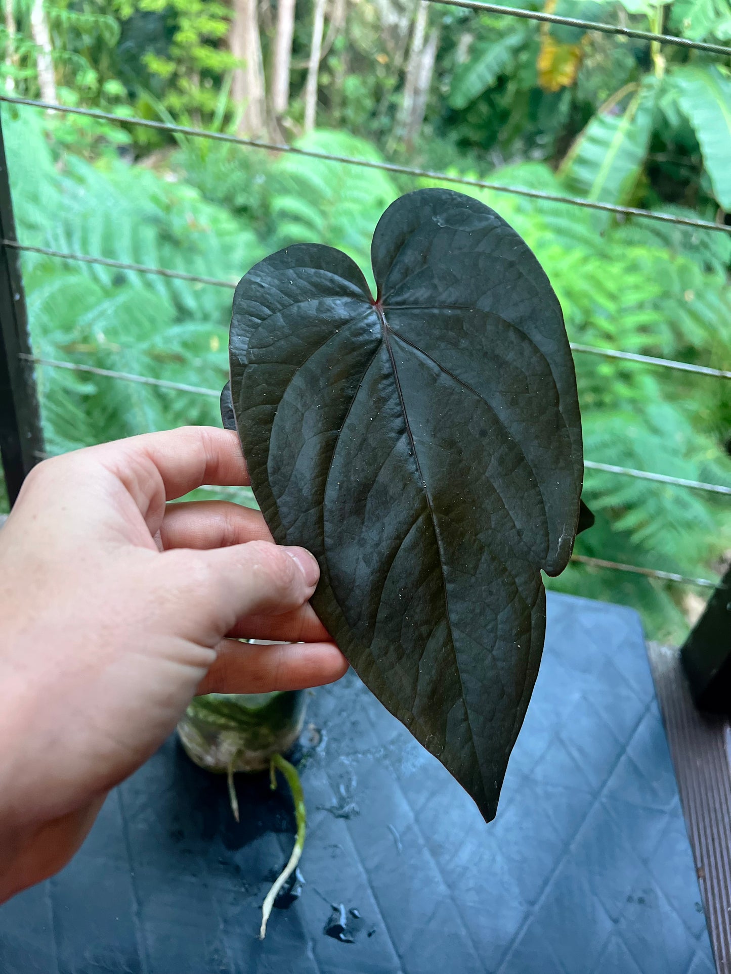 Anthurium Dark Dingo Clone - Two Shoots