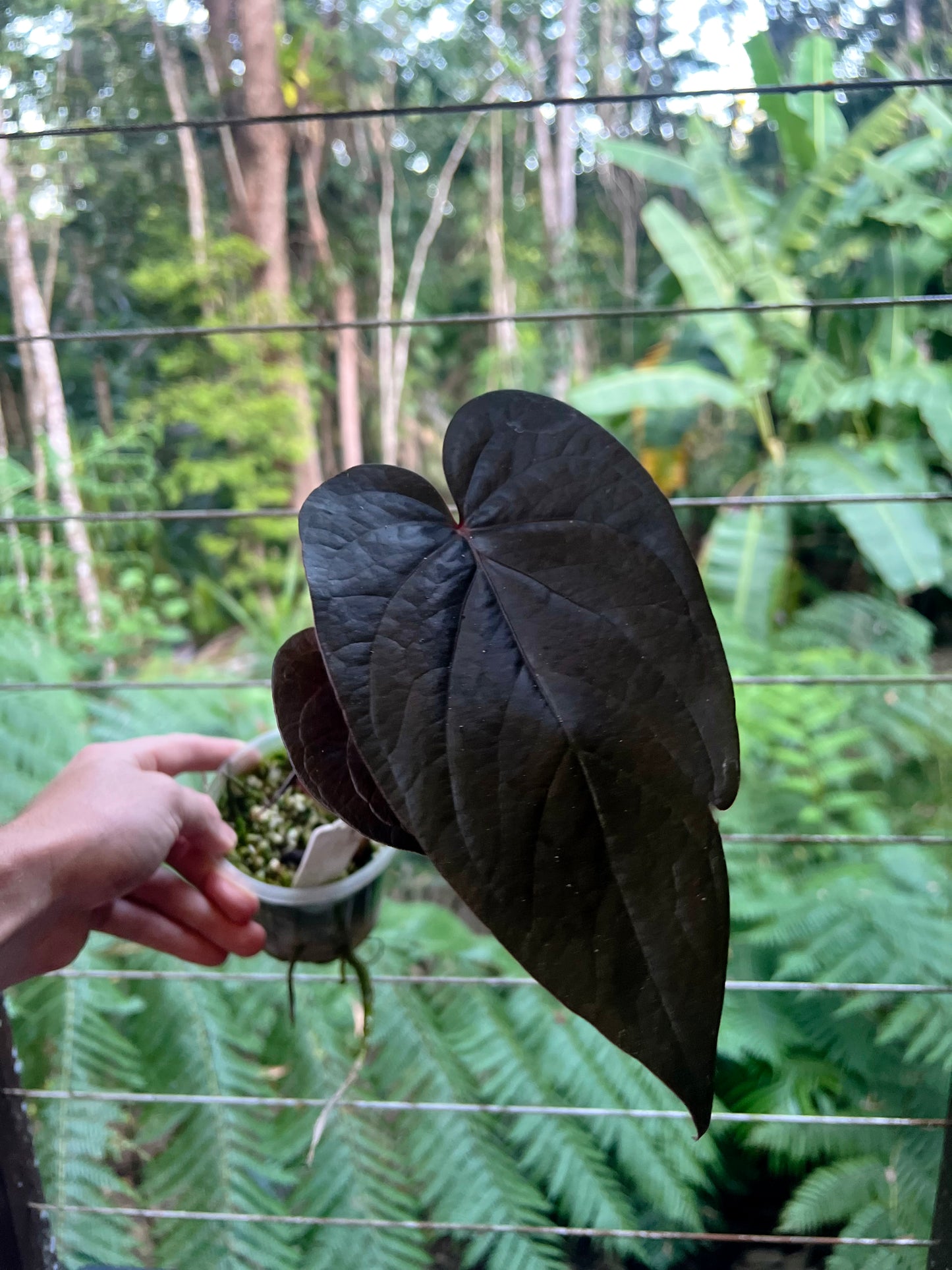 Anthurium Dark Dingo Clone - Two Shoots