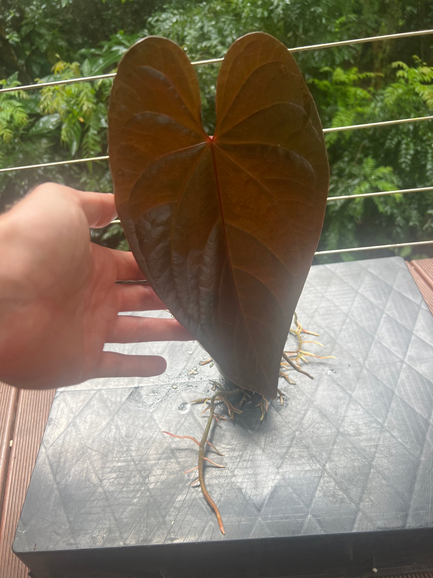 Anthurium Dark Dingo Clone