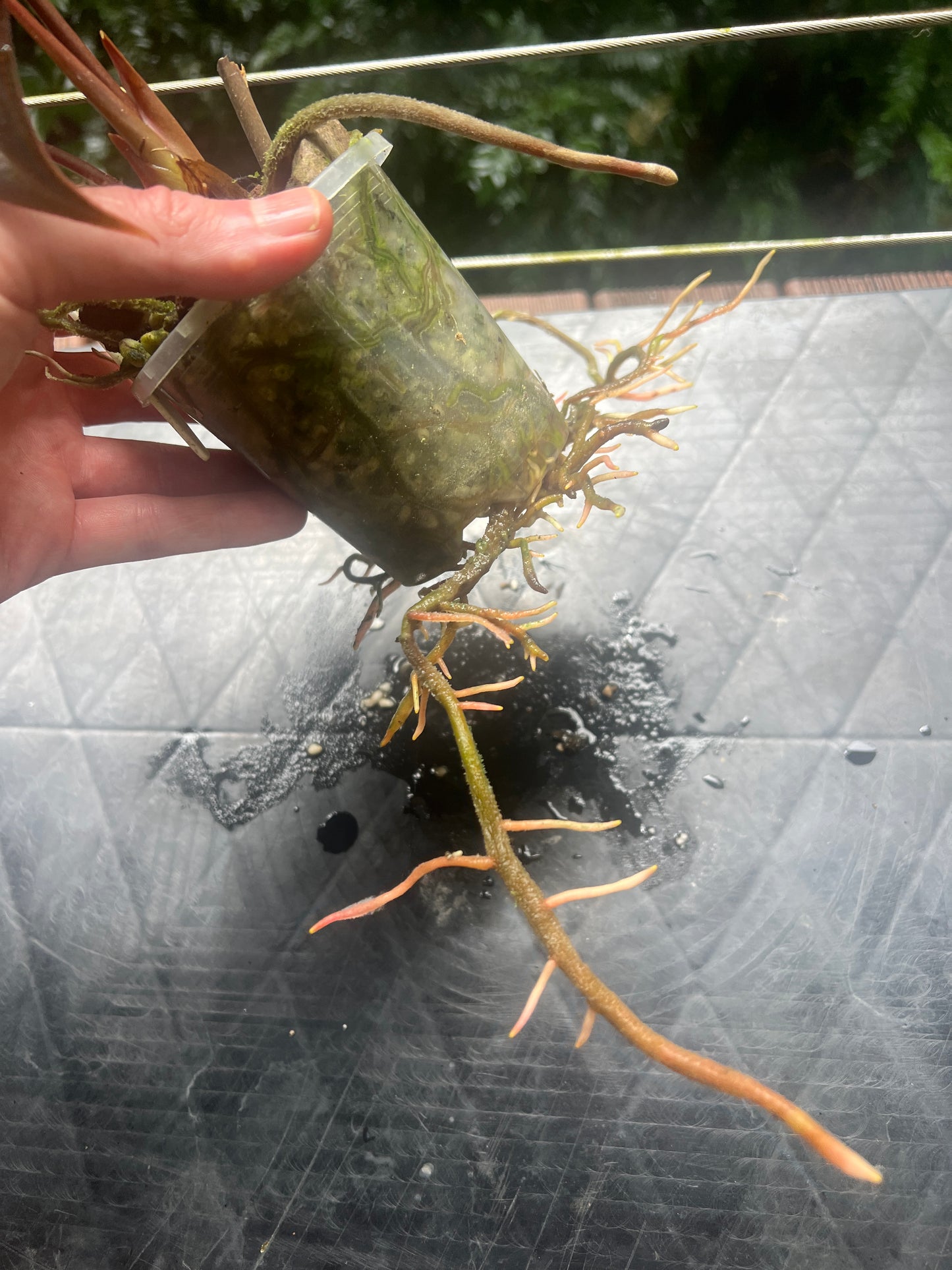 Anthurium Dark Dingo Clone