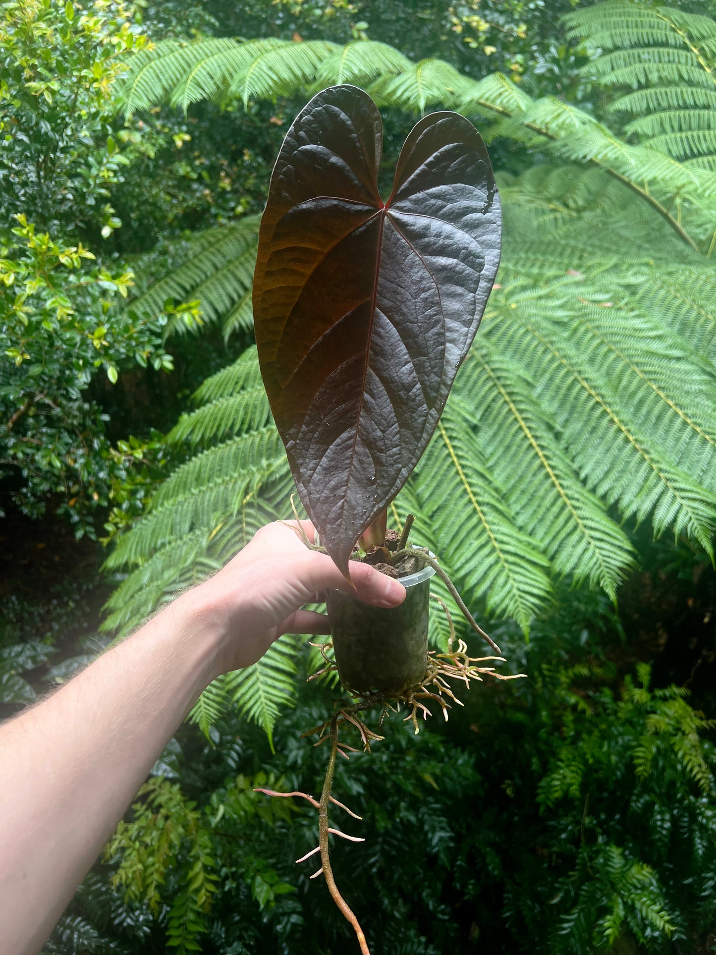 Anthurium Dark Dingo Clone