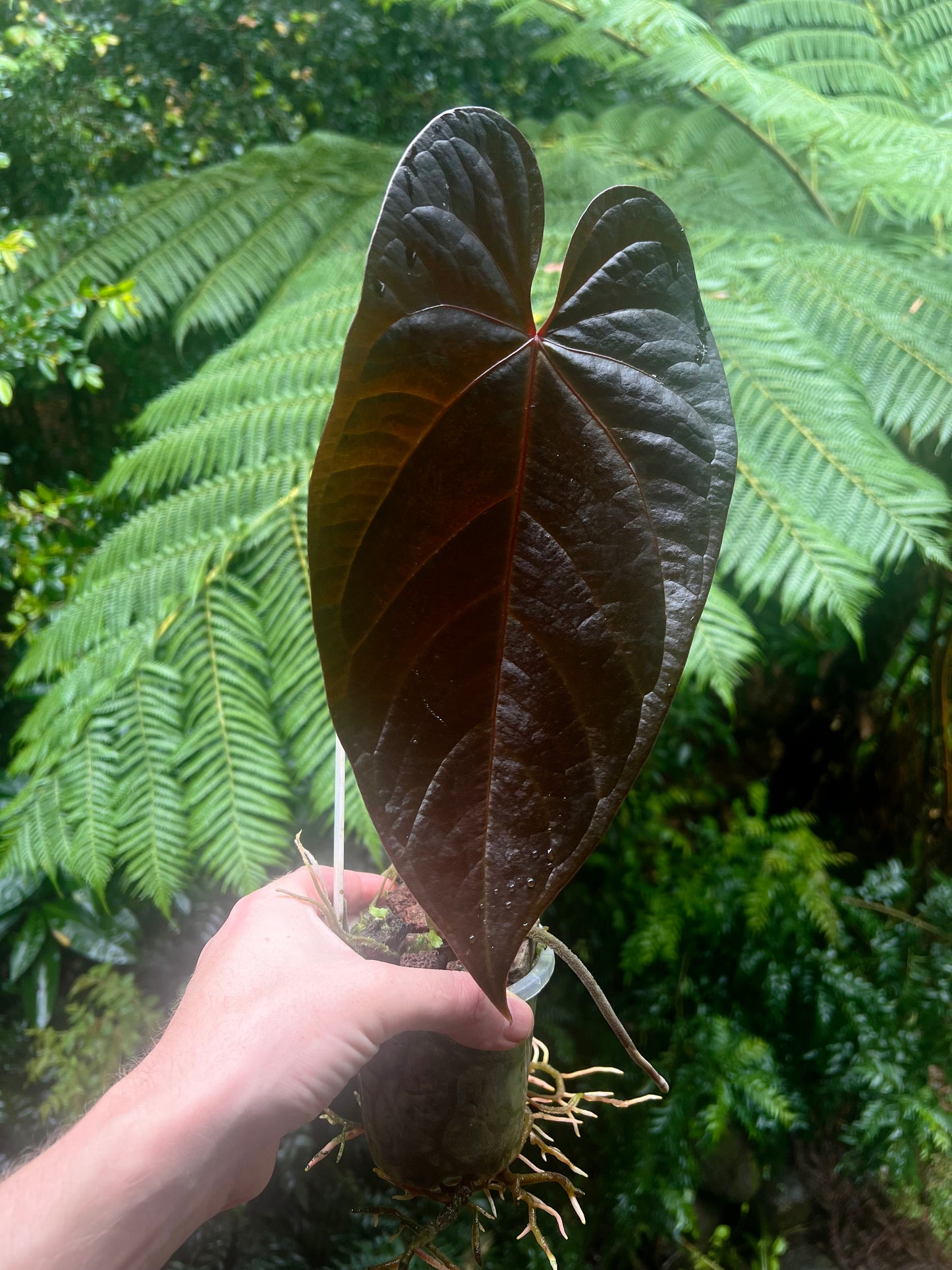 Anthurium Dark Dingo Clone