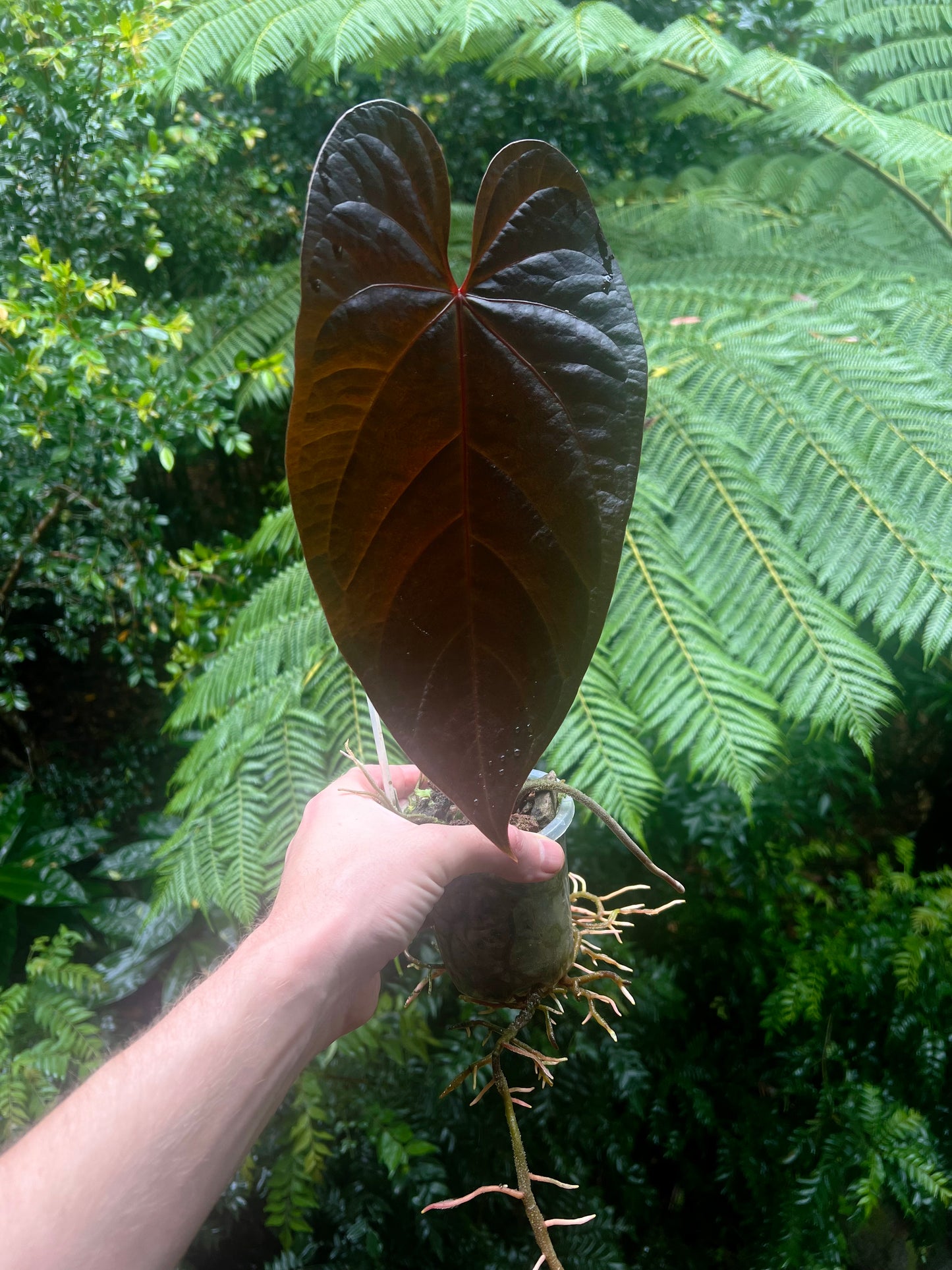 Anthurium Dark Dingo Clone