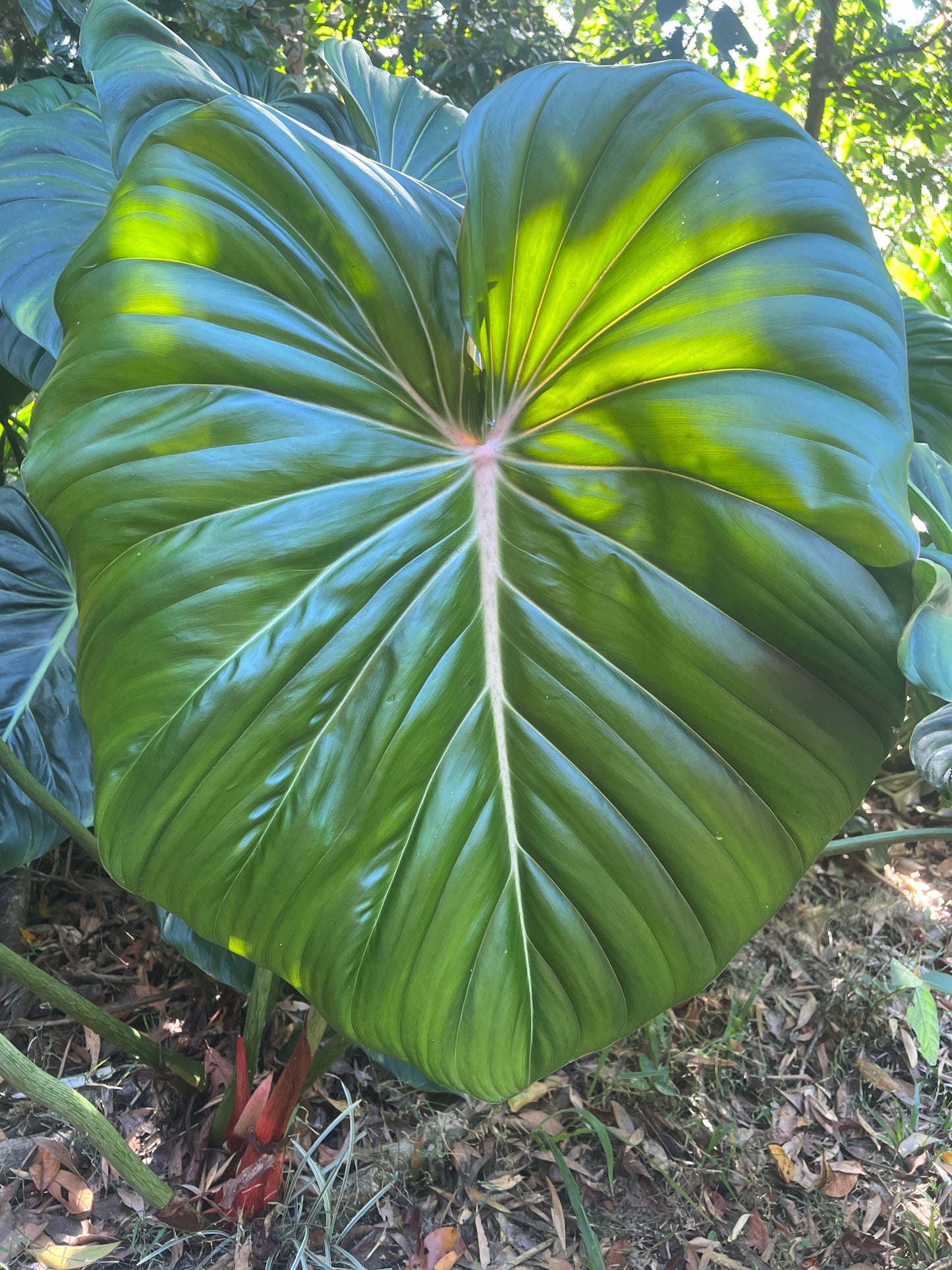 Philodendron Dean x Billy Seeds x 30+ Pack