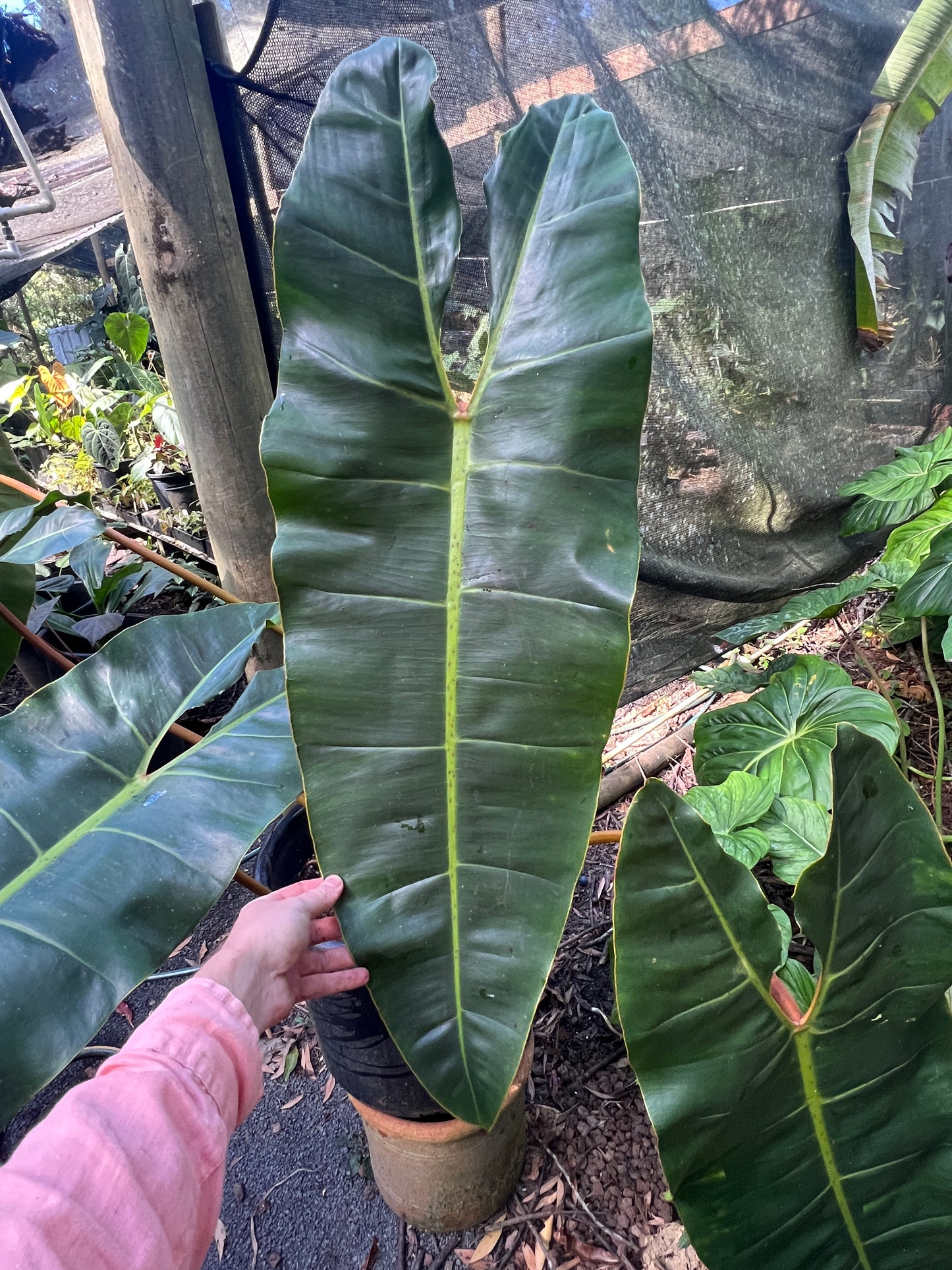 Philodendron Dean x Billy Seeds x 30+ Pack