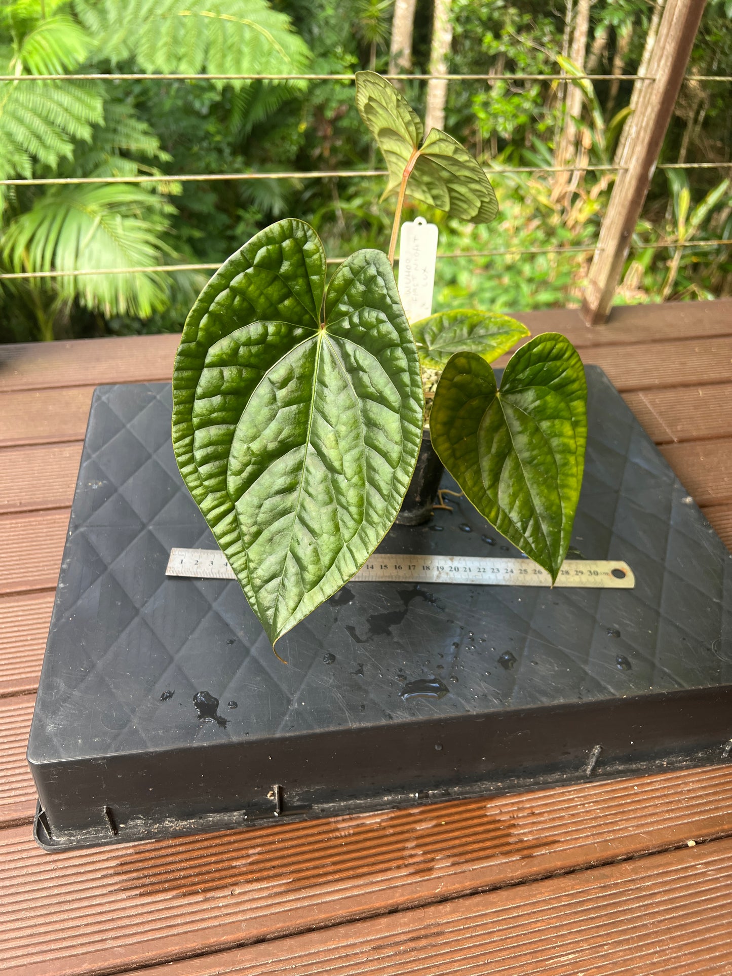 Anthurium 'Wuhoo's First Night' x luxurians