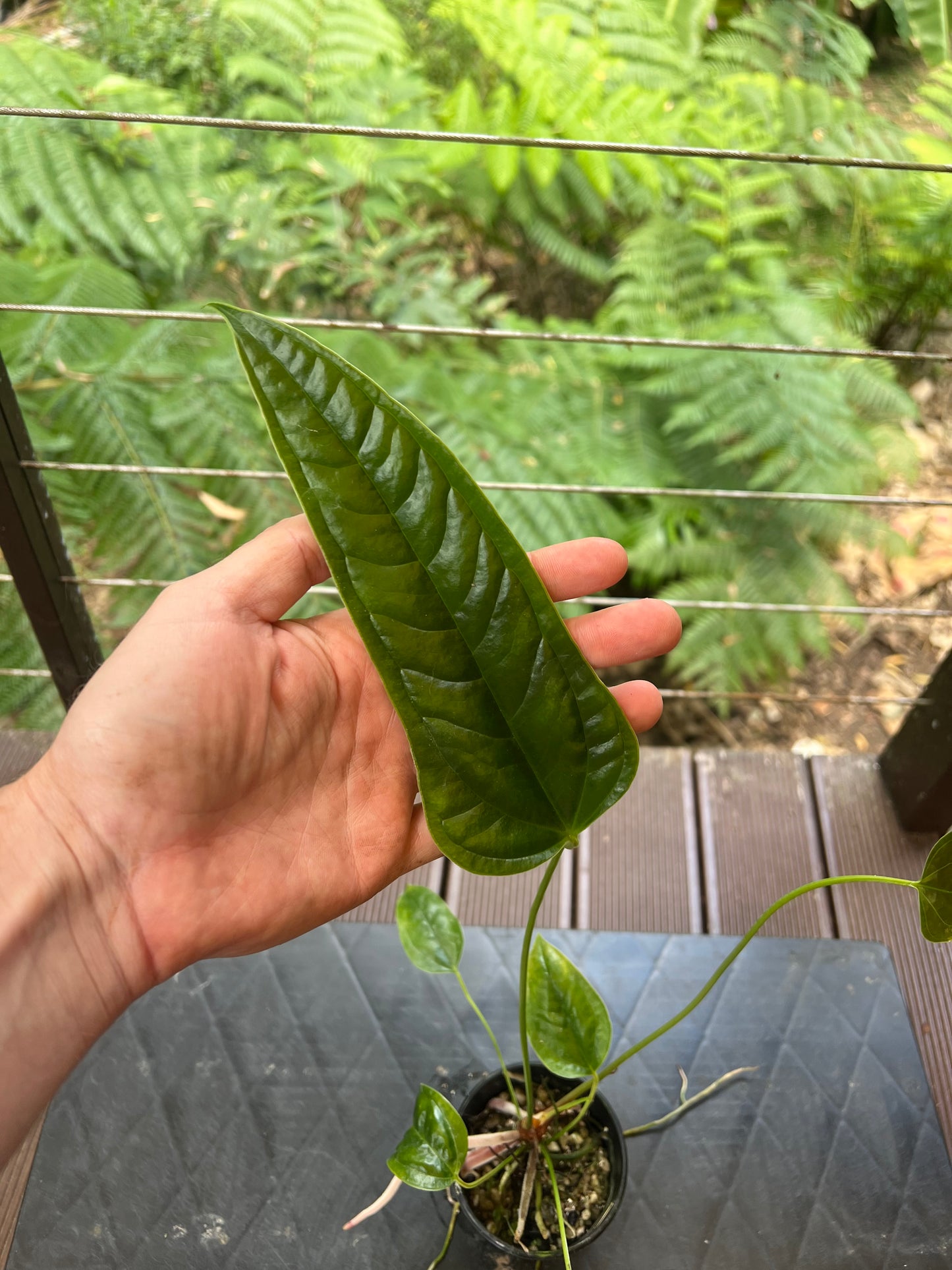 Anthurium furcatum