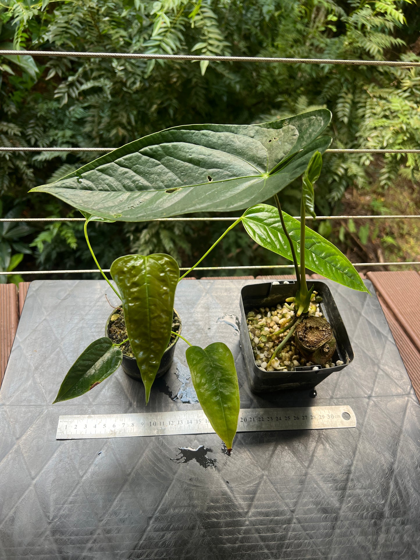 Anthurium Species x2 - furcatum and sp. Rheophyte (Guatemala species)