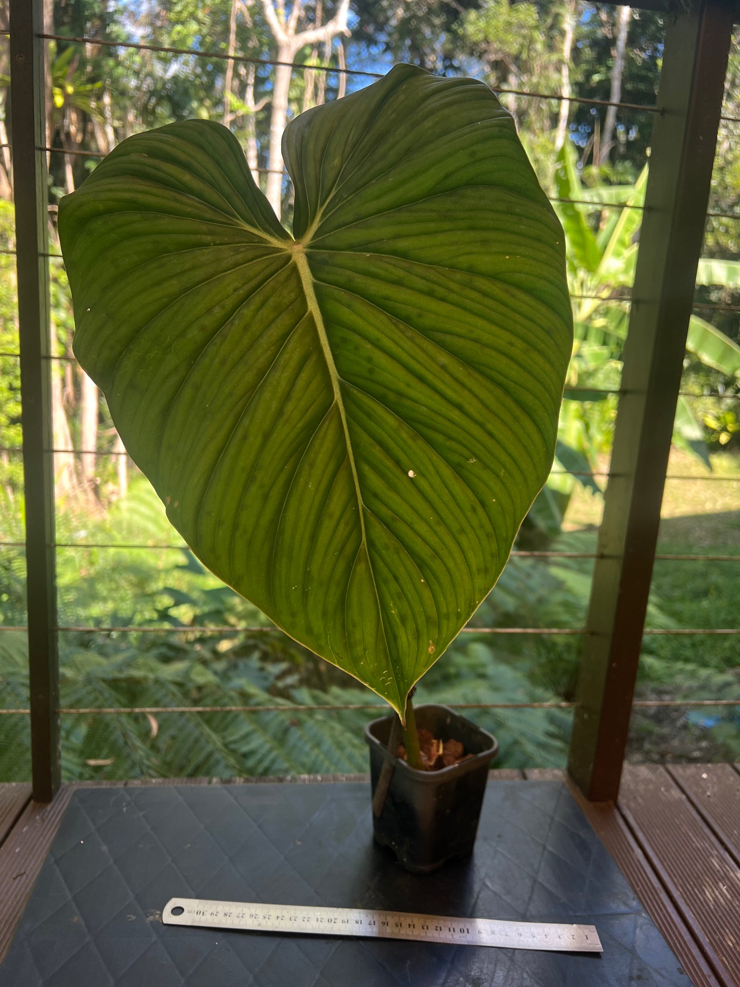 Philodendron Gaia Clone