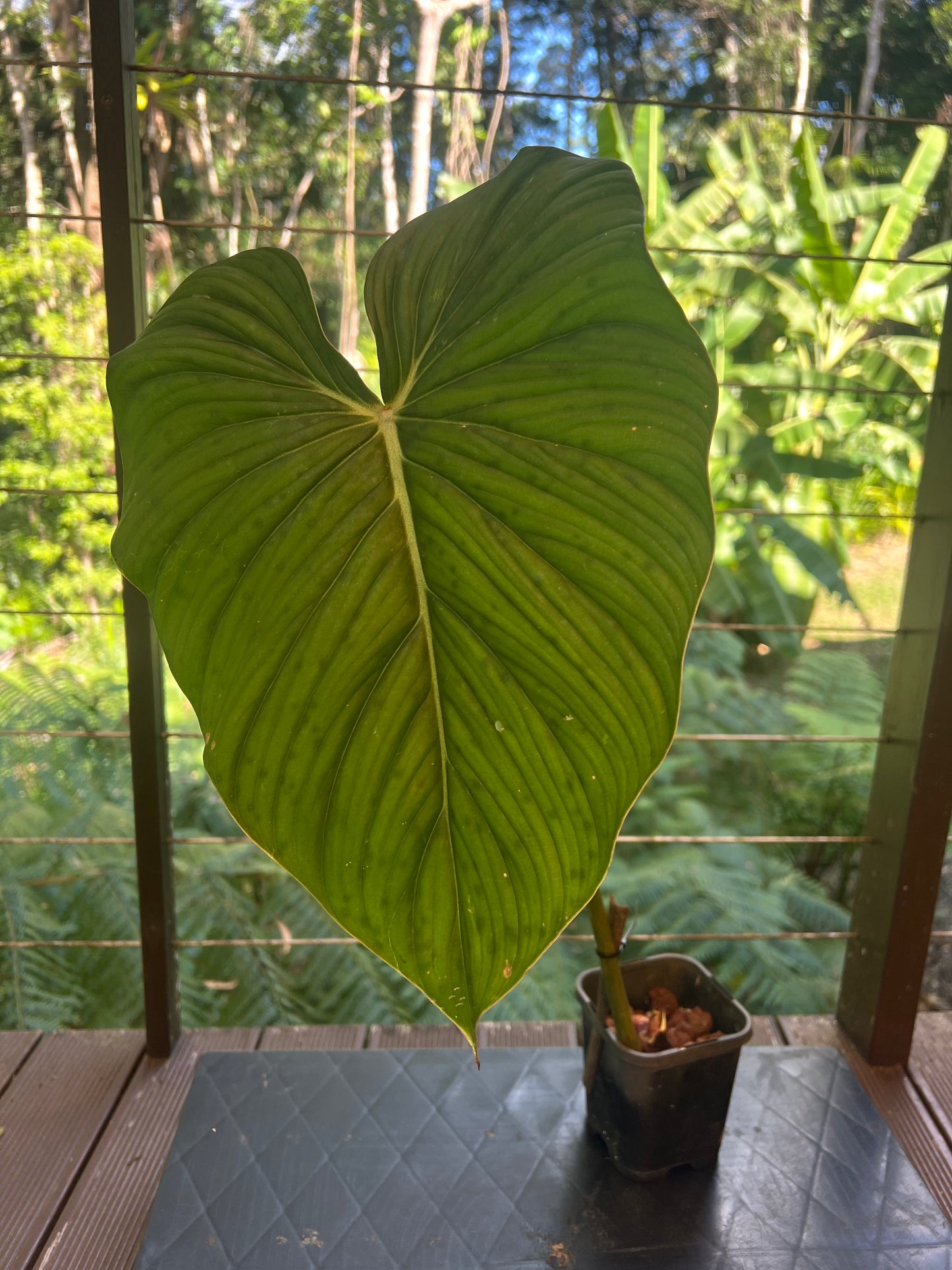 Philodendron Gaia Clone