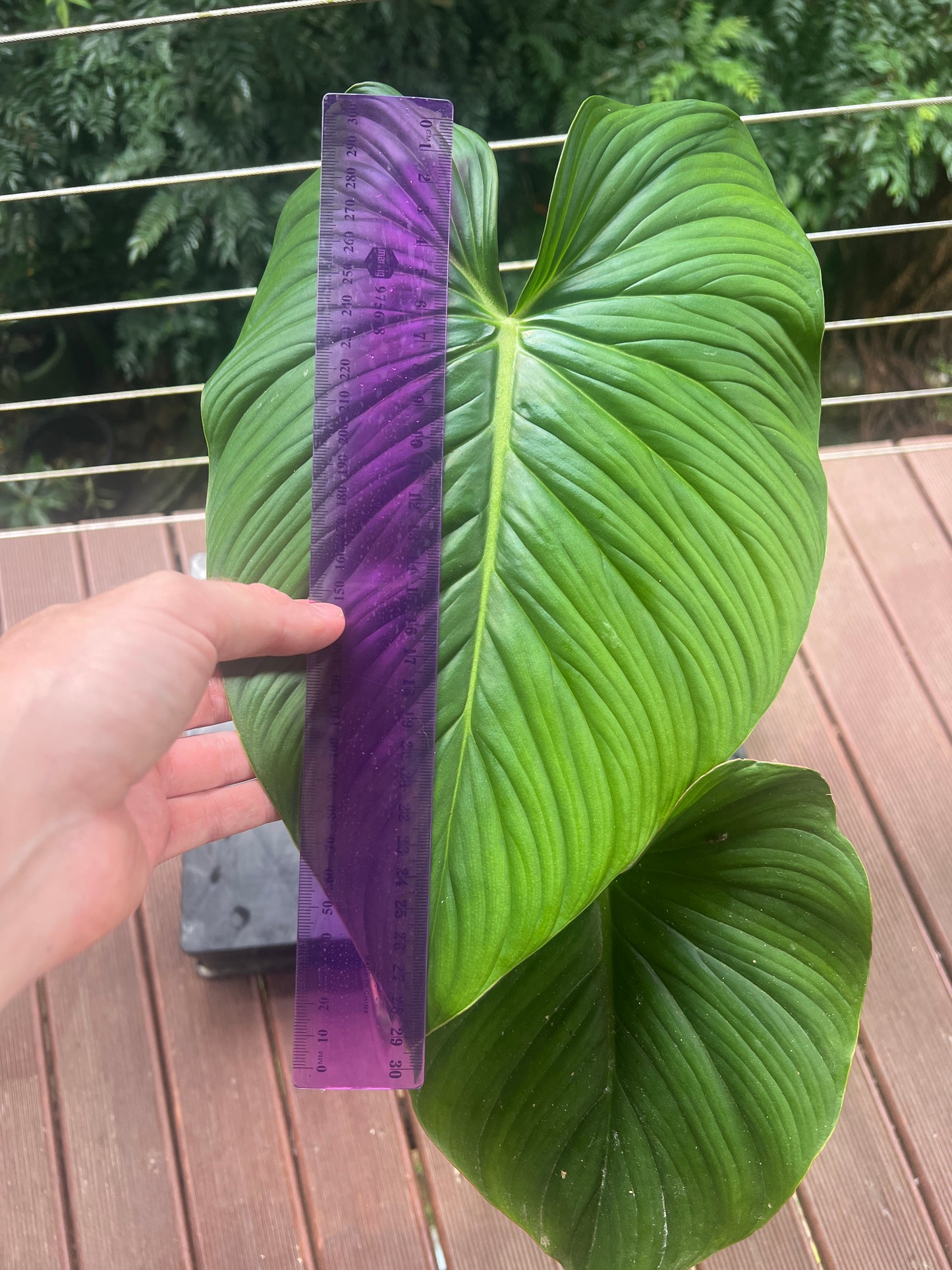 Philodendron Gaia Clone