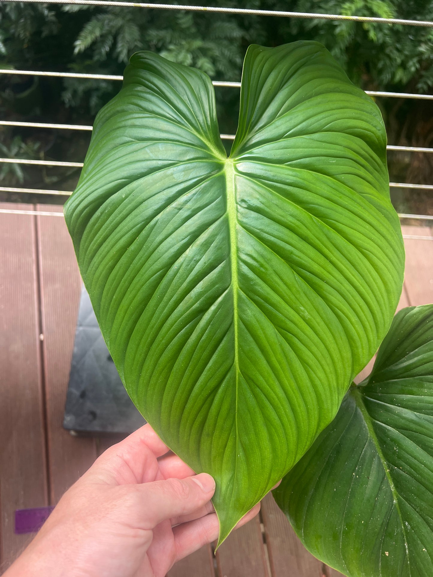 Philodendron Gaia Clone