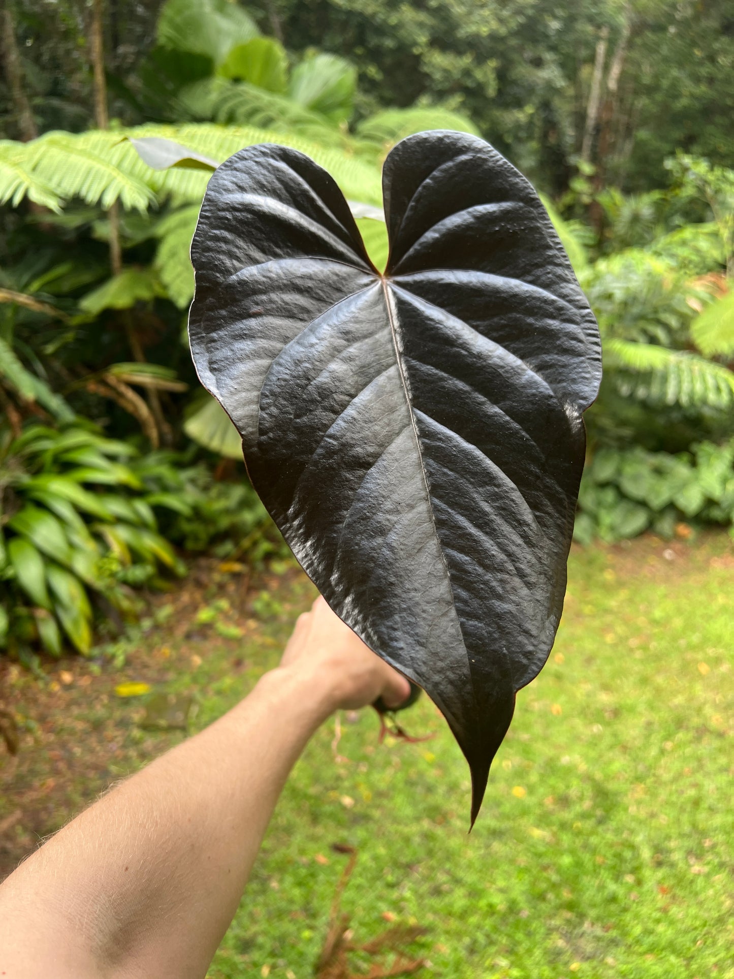 Anthurium Dark Glossy Hybrid Large