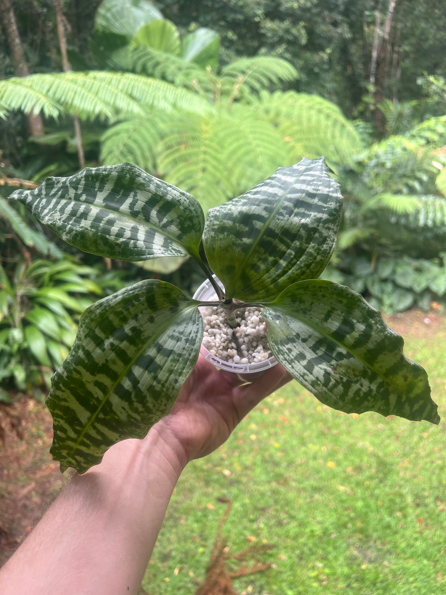 Dracaena goldieana x2 Plants