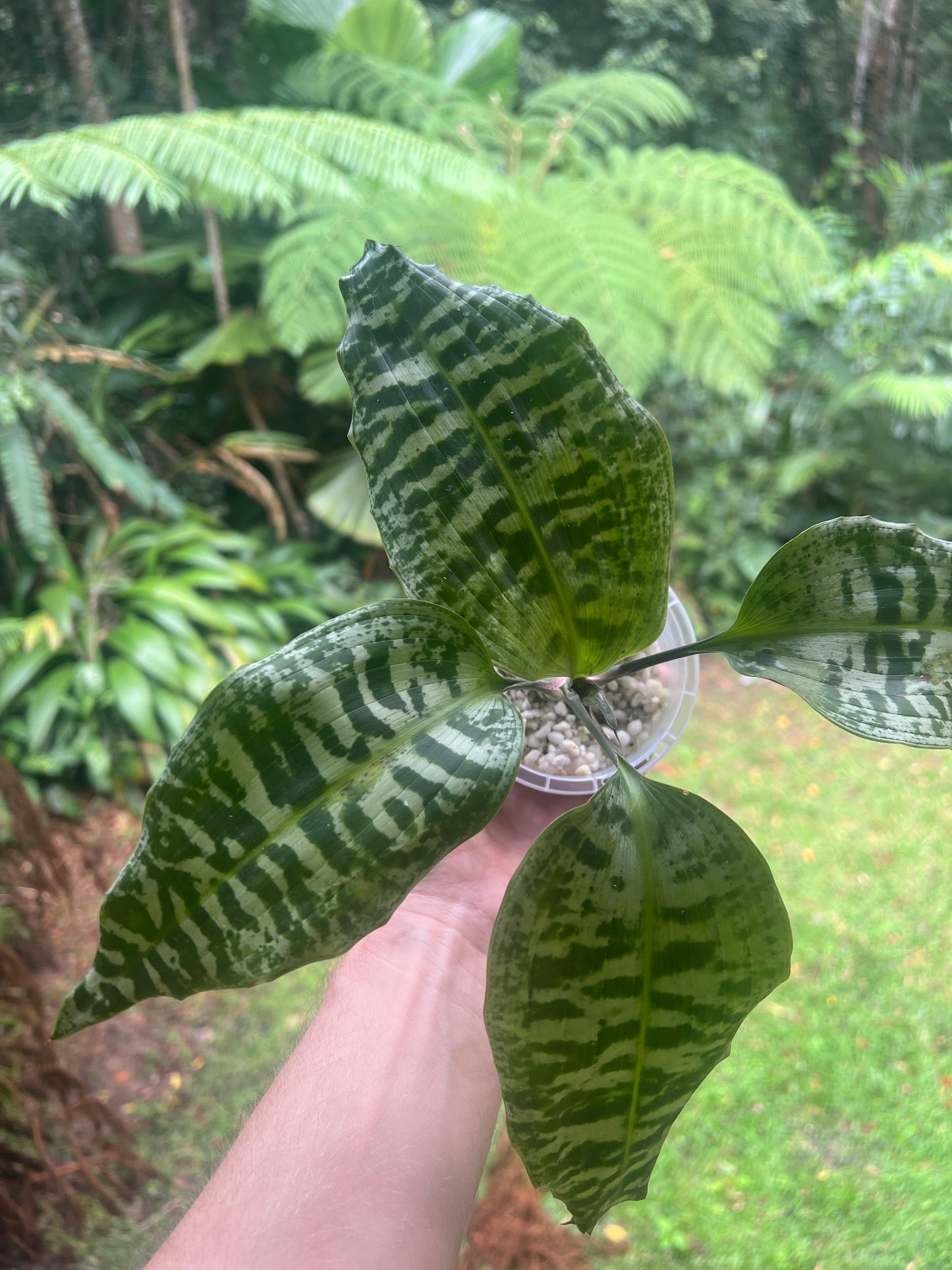Dracaena goldieana x2 Plants