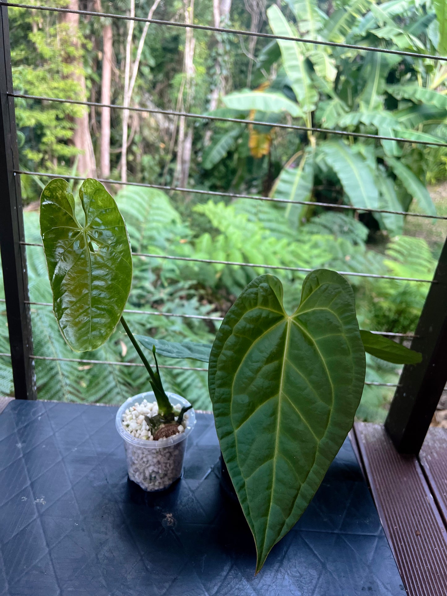 Anthurium Guatemalan species + Crystallinum x Guat - Two Plants