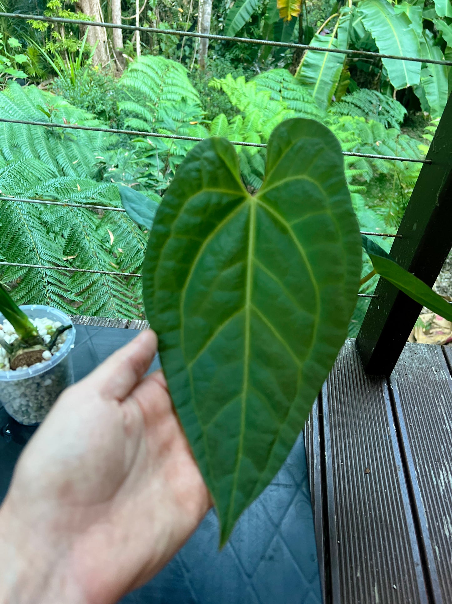 Anthurium Guatemalan species + Crystallinum x Guat - Two Plants