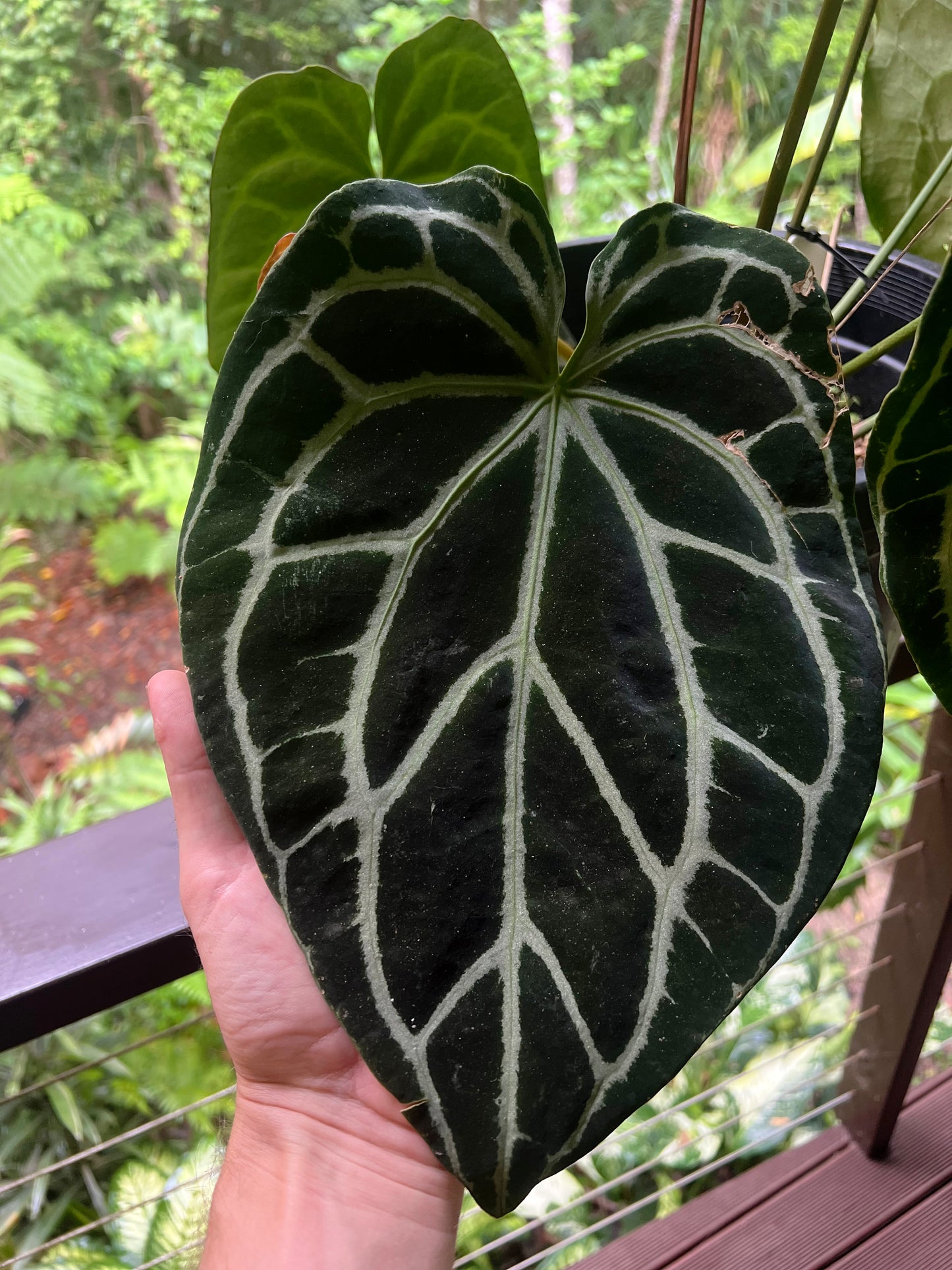 Anthurium Seeds Pack x3+ Sharp Mood #1 x Dark crystallinum or Heinz s1