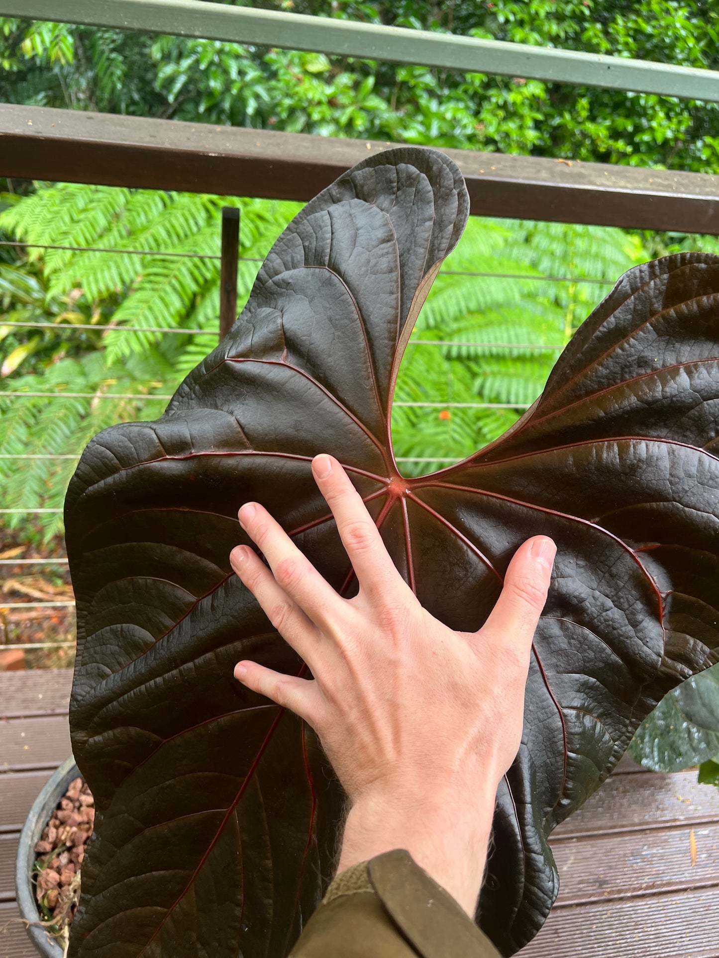 Anthurium Seed Pack x3+ Seeds MagxMoody#4 x kunayalense