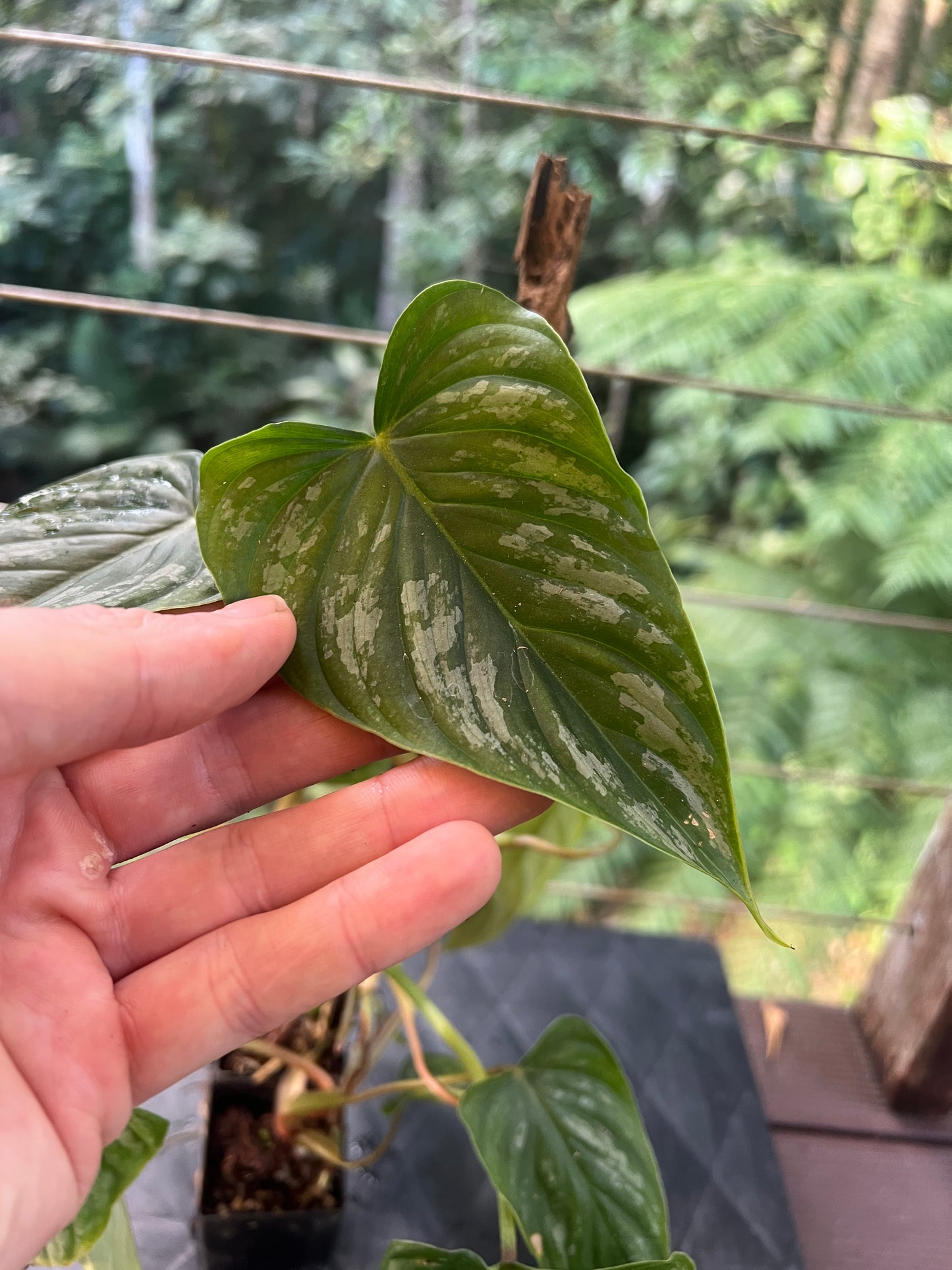 Philodendron Majestic x mamei - x2 Plants