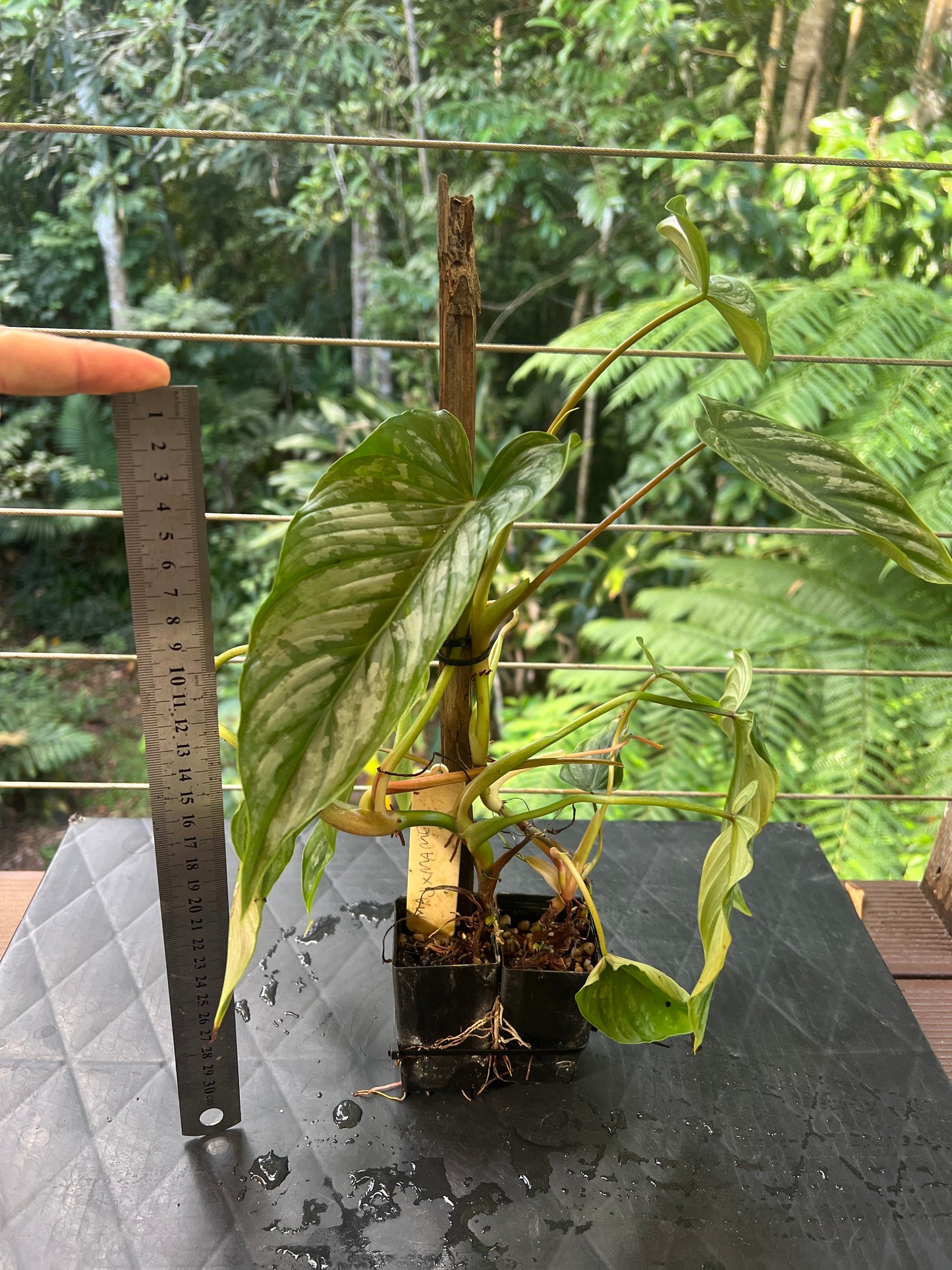 Philodendron Majestic x mamei - x2 Plants