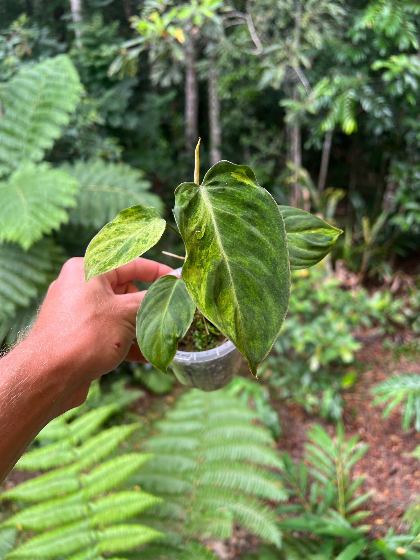 Philodendron majestic x glorious Velvet & Variegated! Only One